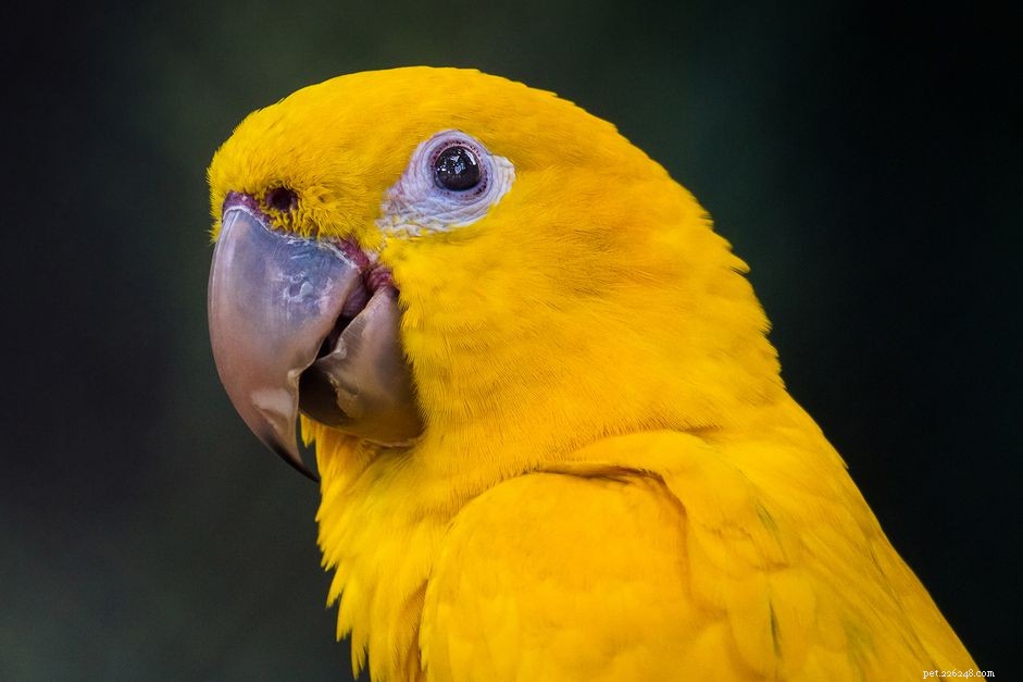 Golden Conure (Queen of Bavaria Parrot) – A Brilliantly Beautiful and Affectionate Companion