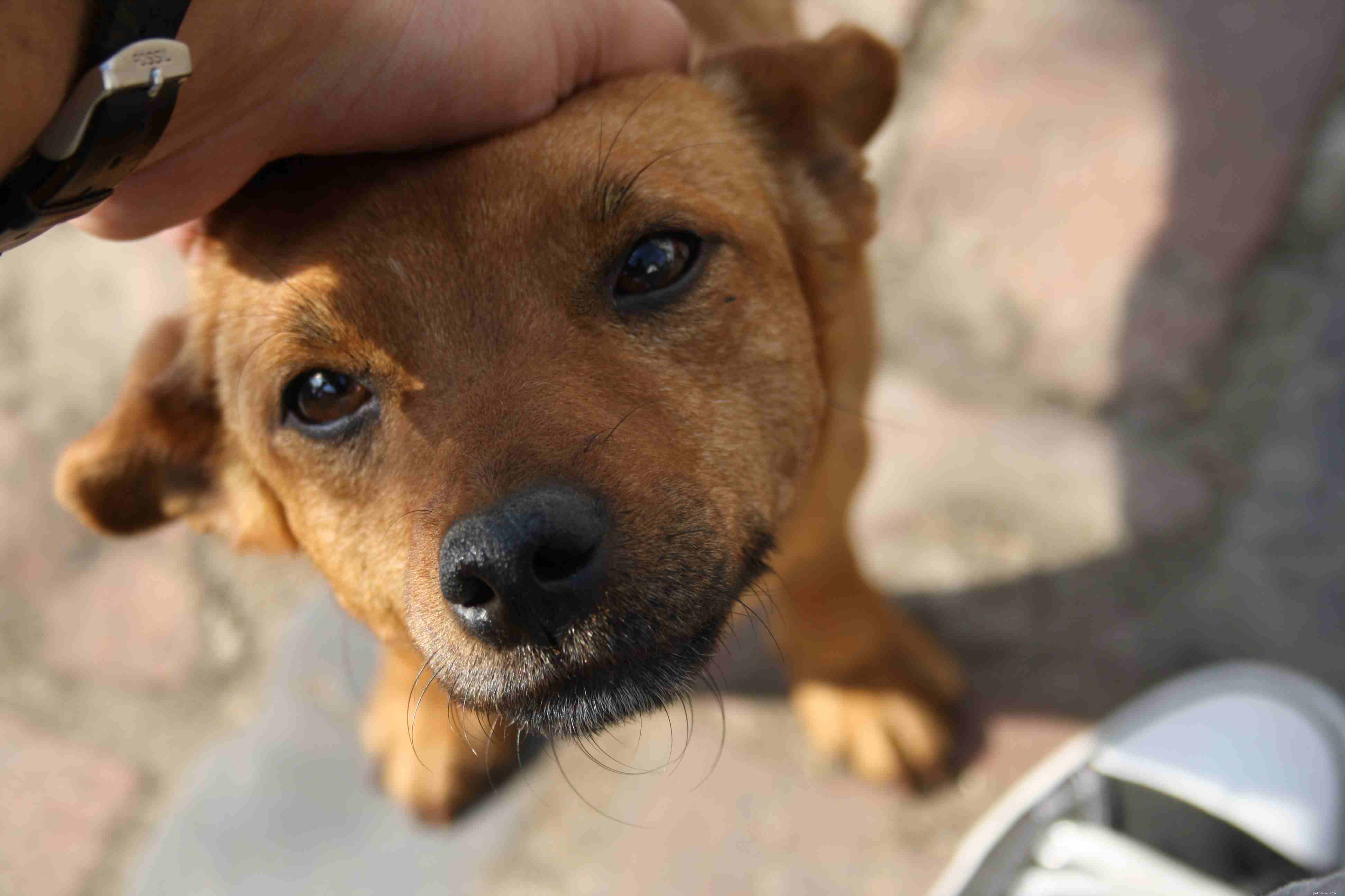 Decoding Puppy Body Language: A Guide to Understanding Your Furry Friend