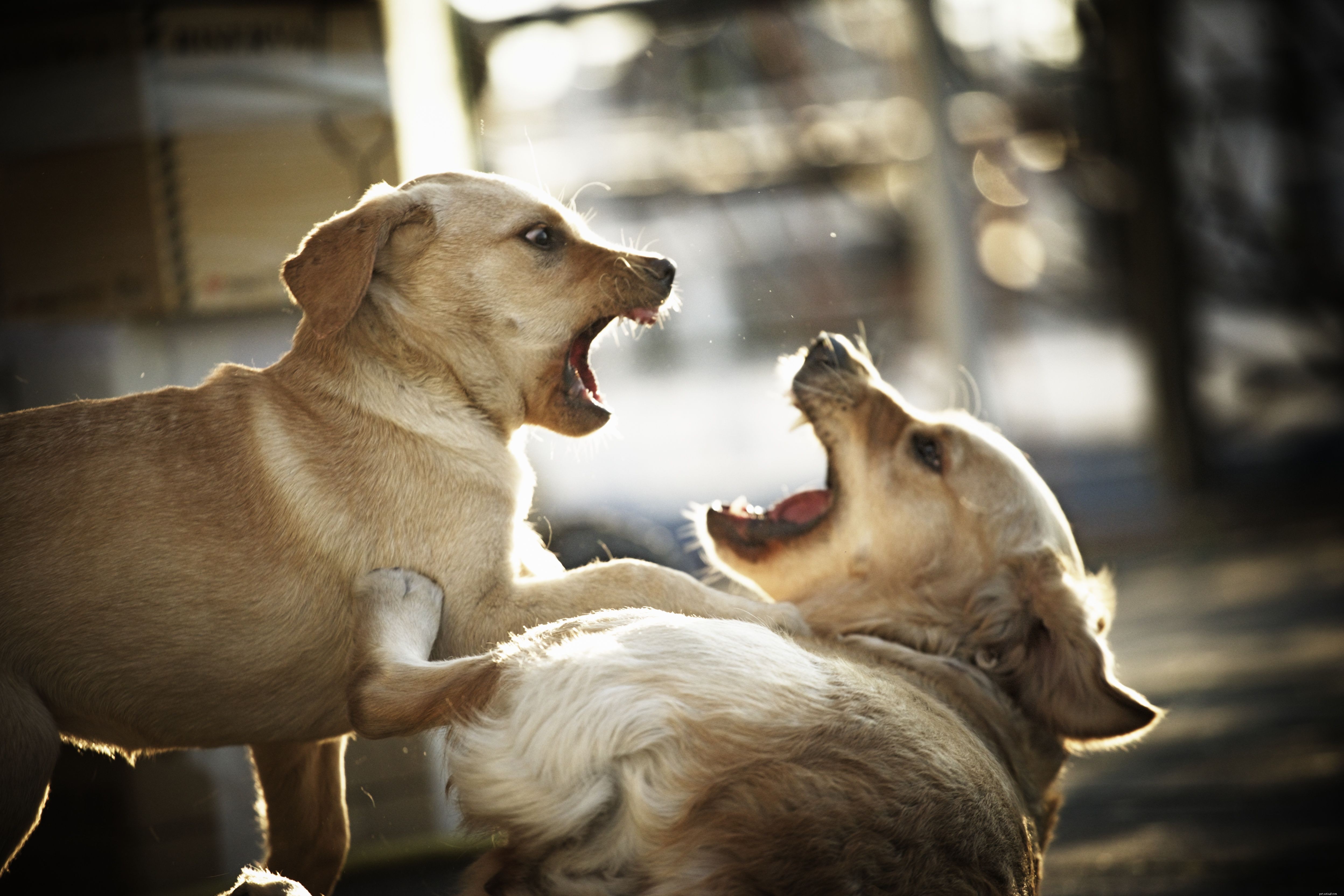 Decoding Puppy Body Language: A Guide to Understanding Your Furry Friend