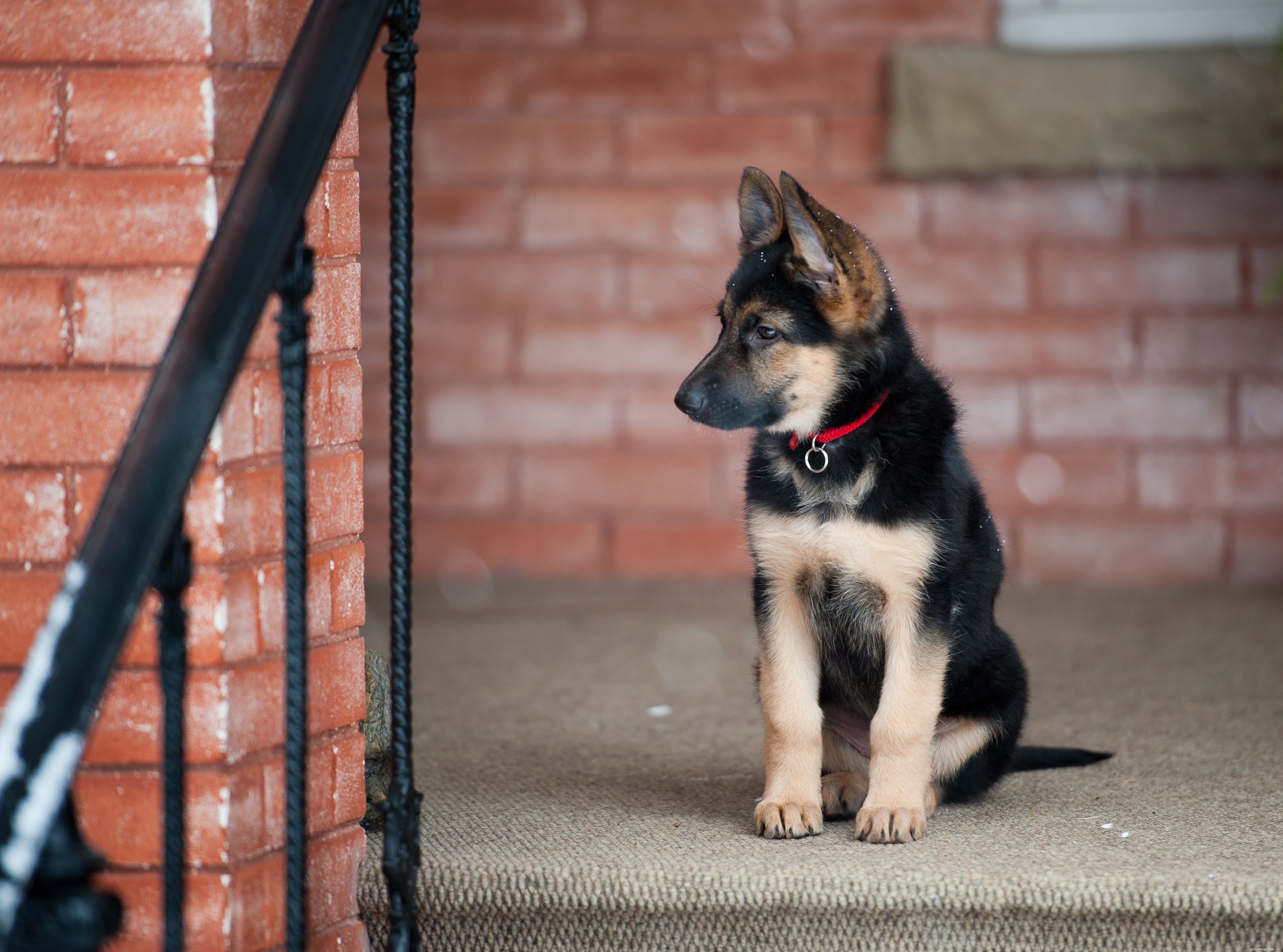 Decoding Puppy Body Language: A Guide to Understanding Your Furry Friend