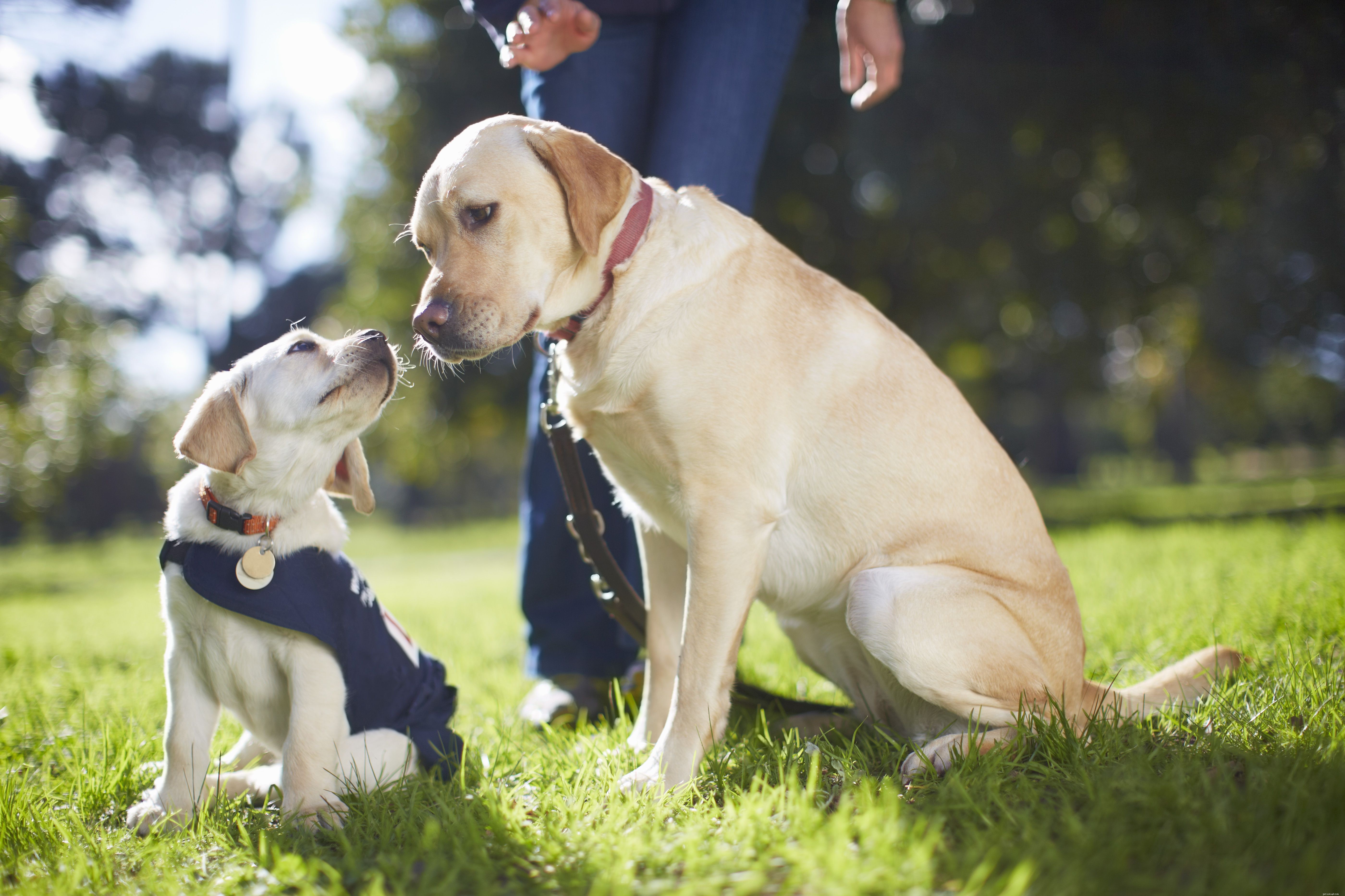 Decoding Puppy Body Language: A Guide to Understanding Your Furry Friend