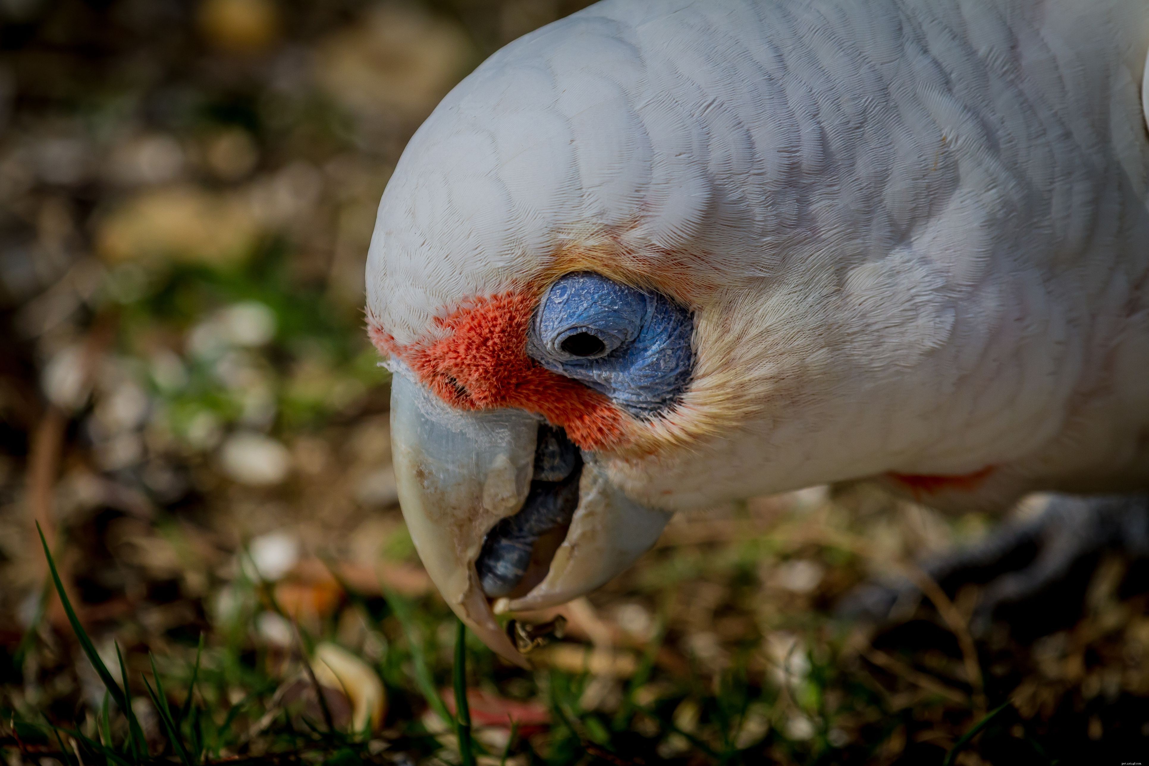 Slender‑Billed Cockatoo (Long‑Billed Corella): A Comprehensive Bird Species Profile