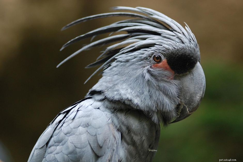 Black Palm Cockatoo (Goliath Cockatoo): Comprehensive Species Profile