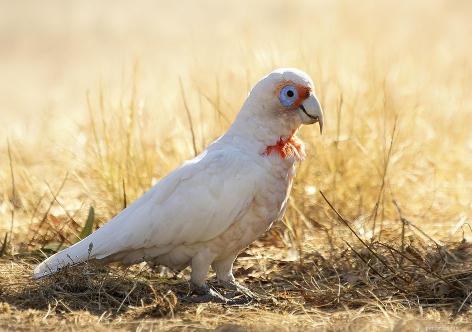 Slender‑Billed Cockatoo (Long‑Billed Corella): A Comprehensive Bird Species Profile