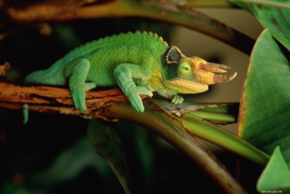 Caring for Jackson s Chameleons: A Complete Guide to Health, Habitat, and Longevity
