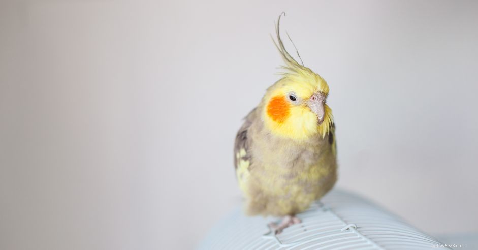 Top 7 Pet Bird Species Perfect for Seniors: Enhancing Life & Wellbeing