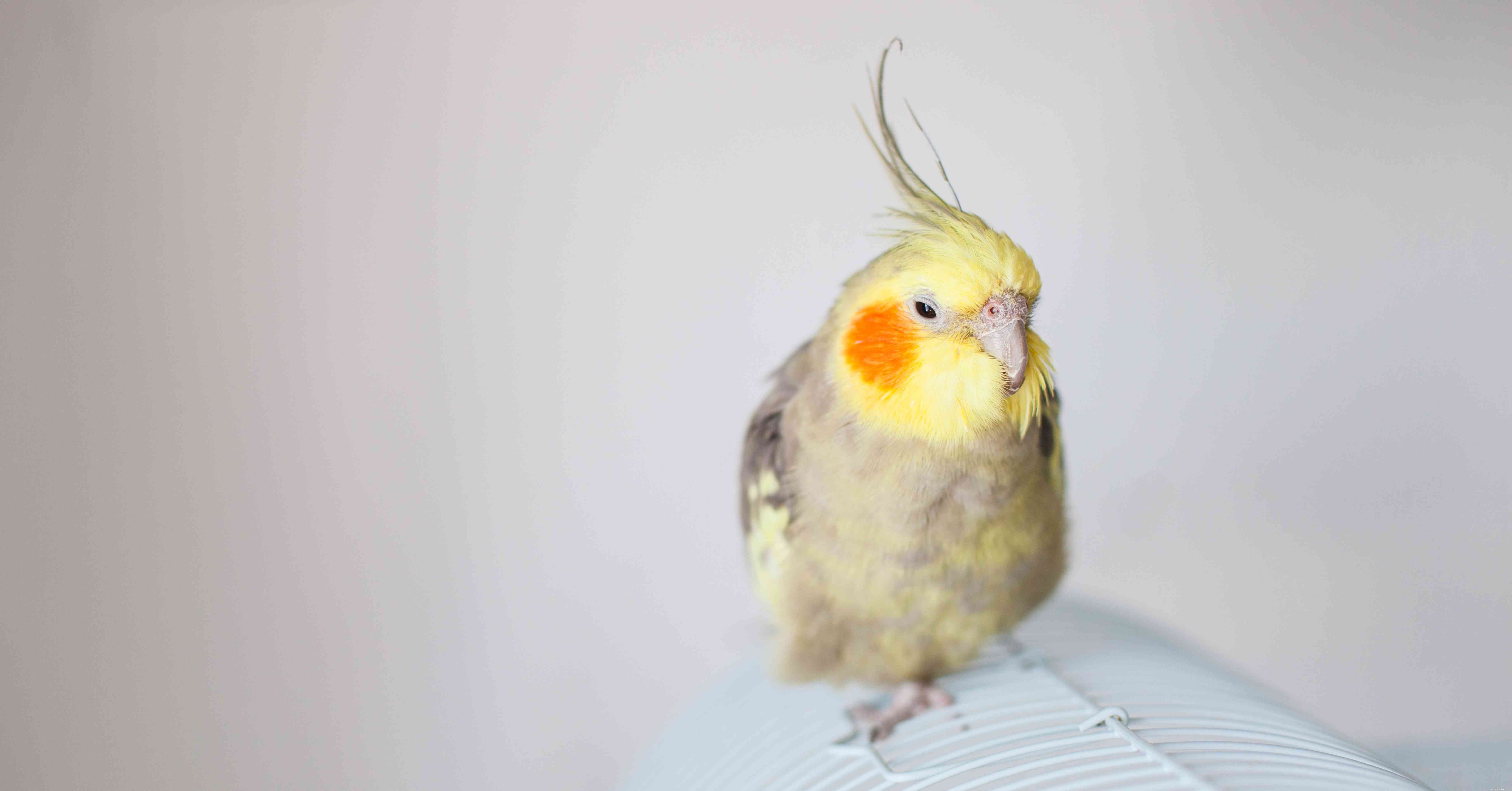 Top 7 Pet Bird Species Perfect for Seniors: Enhancing Life & Wellbeing