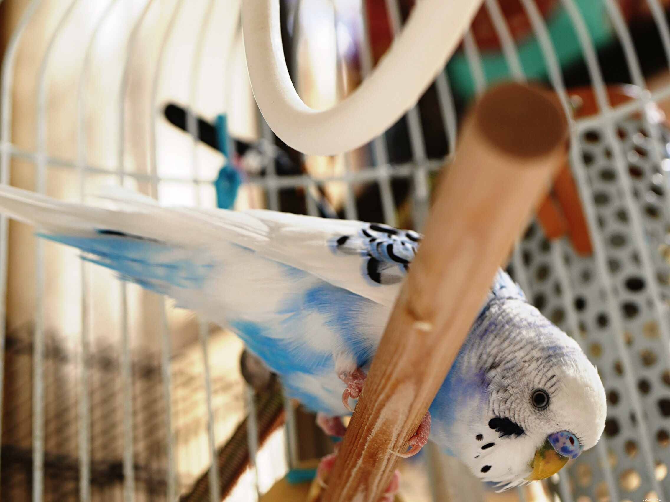 Top 7 Pet Bird Species Perfect for Seniors: Enhancing Life & Wellbeing