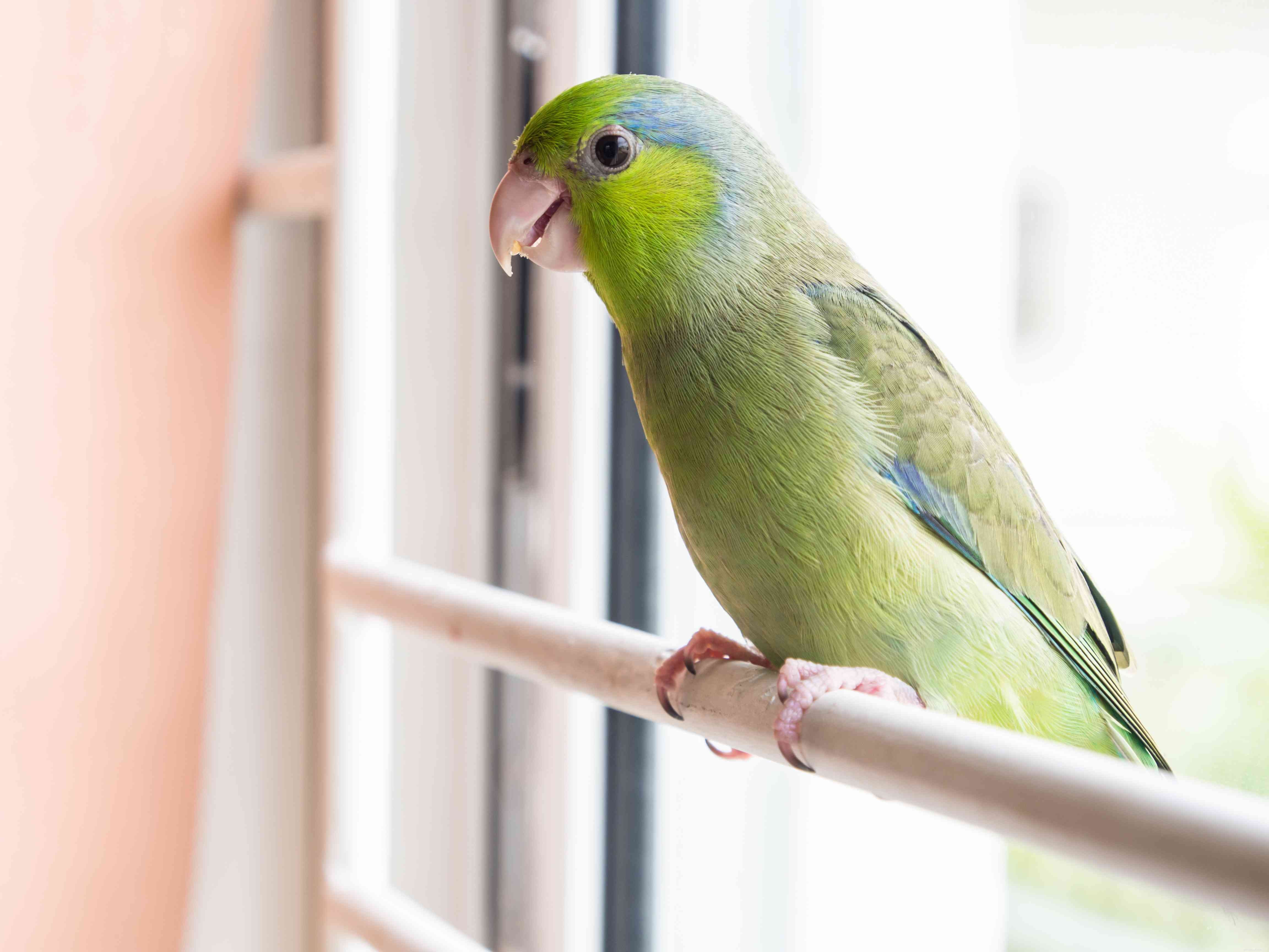 Top 7 Pet Bird Species Perfect for Seniors: Enhancing Life & Wellbeing