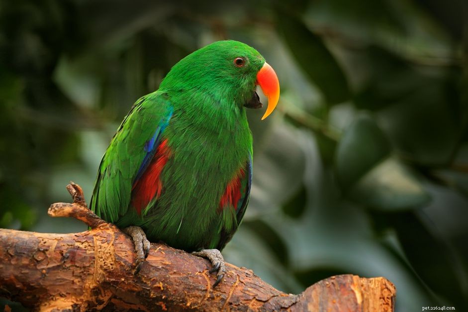 8 Bird Species That May Pose Risks for Families with Children
