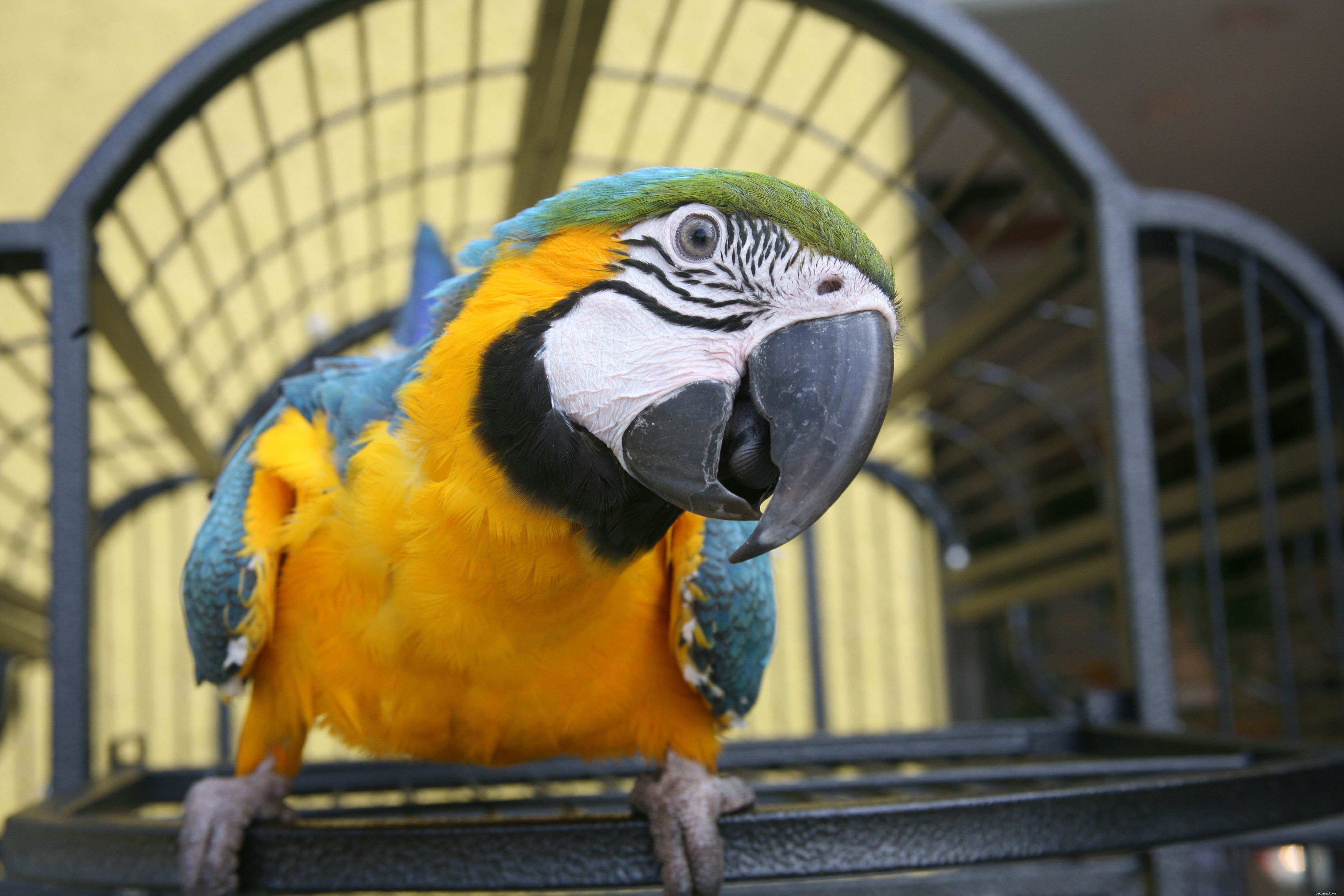 8 Bird Species That May Pose Risks for Families with Children