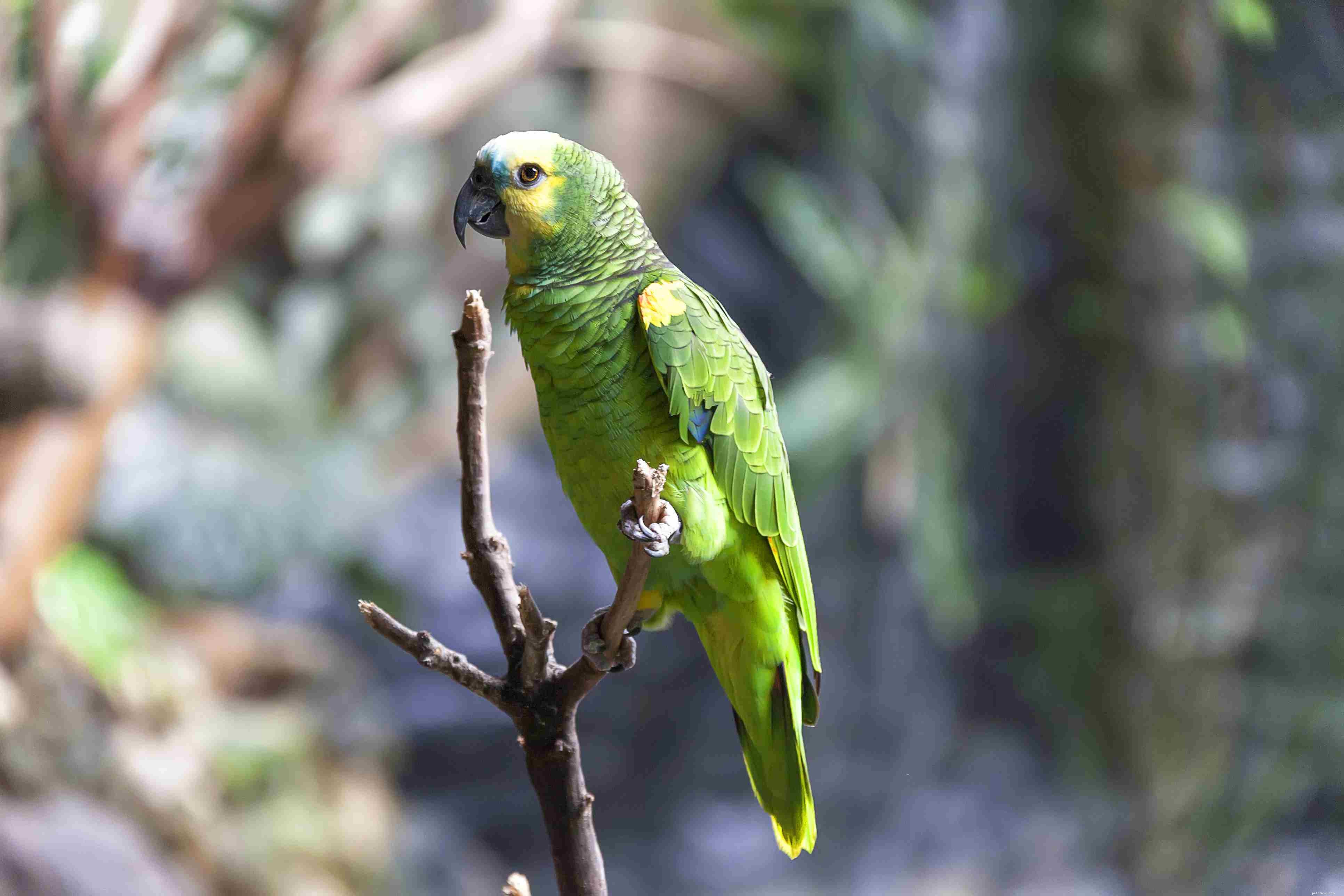 8 Bird Species That May Pose Risks for Families with Children