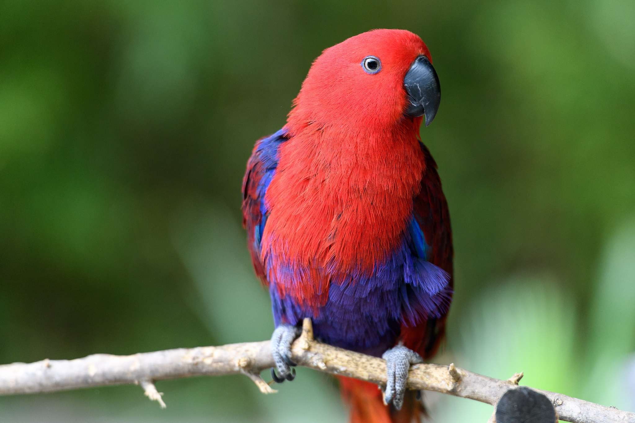 8 Bird Species That May Pose Risks for Families with Children