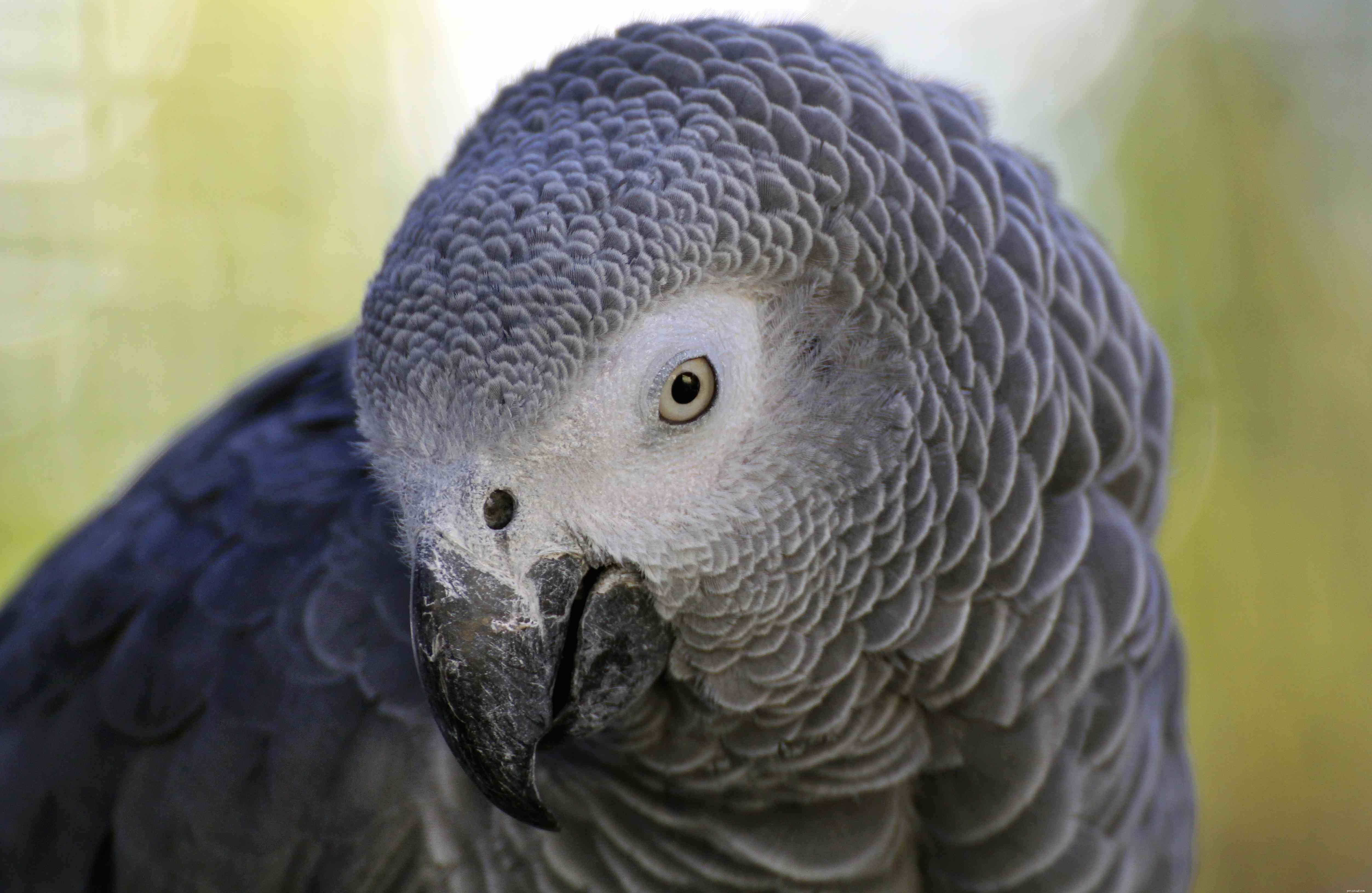 8 Bird Species That May Pose Risks for Families with Children
