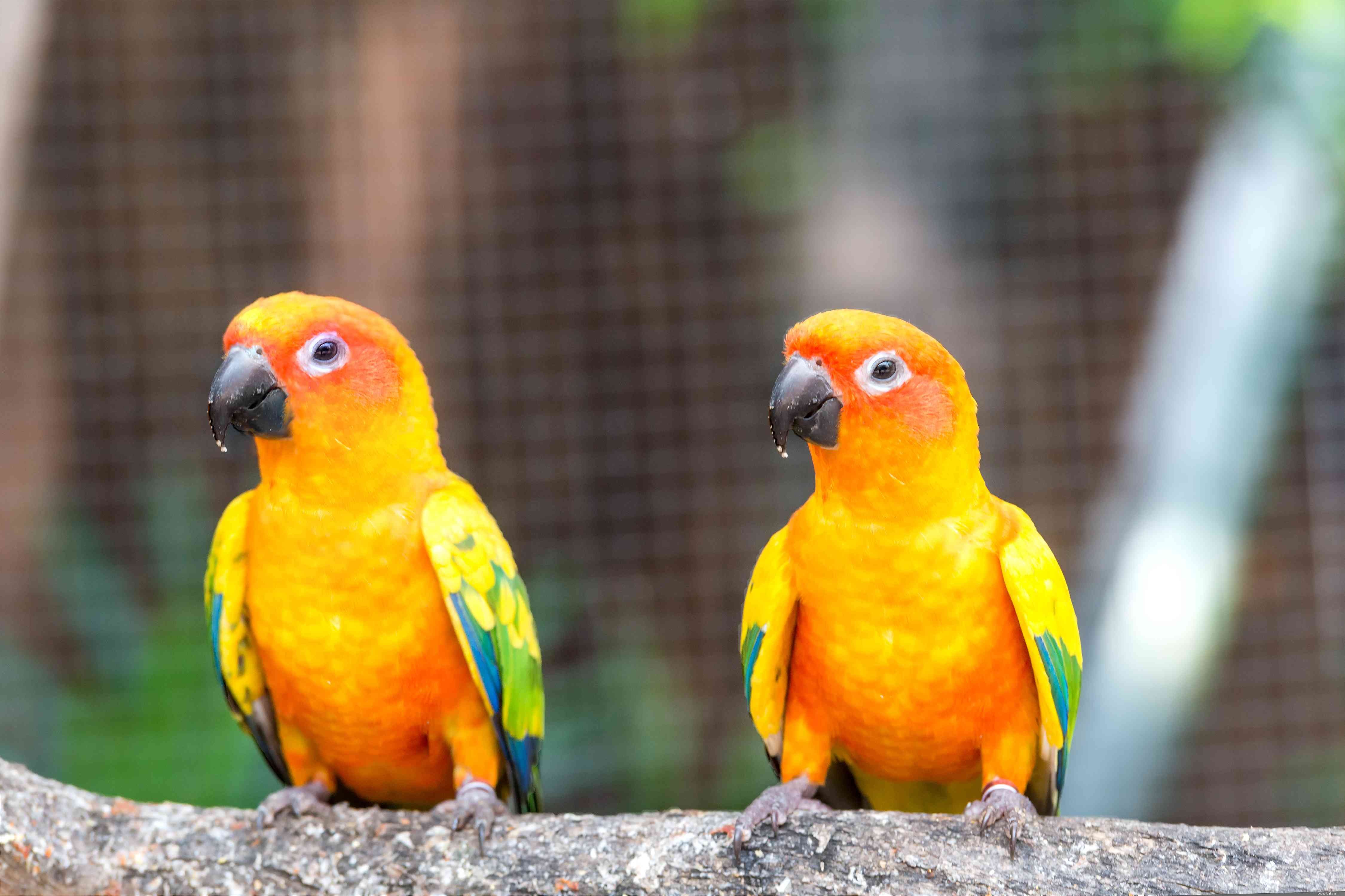 8 Bird Species That May Pose Risks for Families with Children