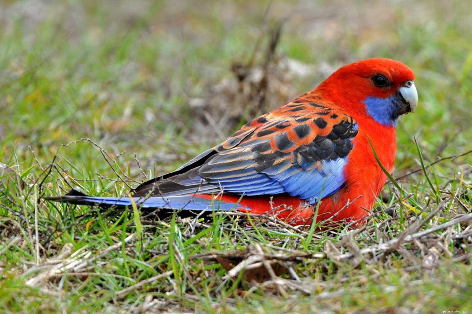 8 Bird Species That May Pose Risks for Families with Children