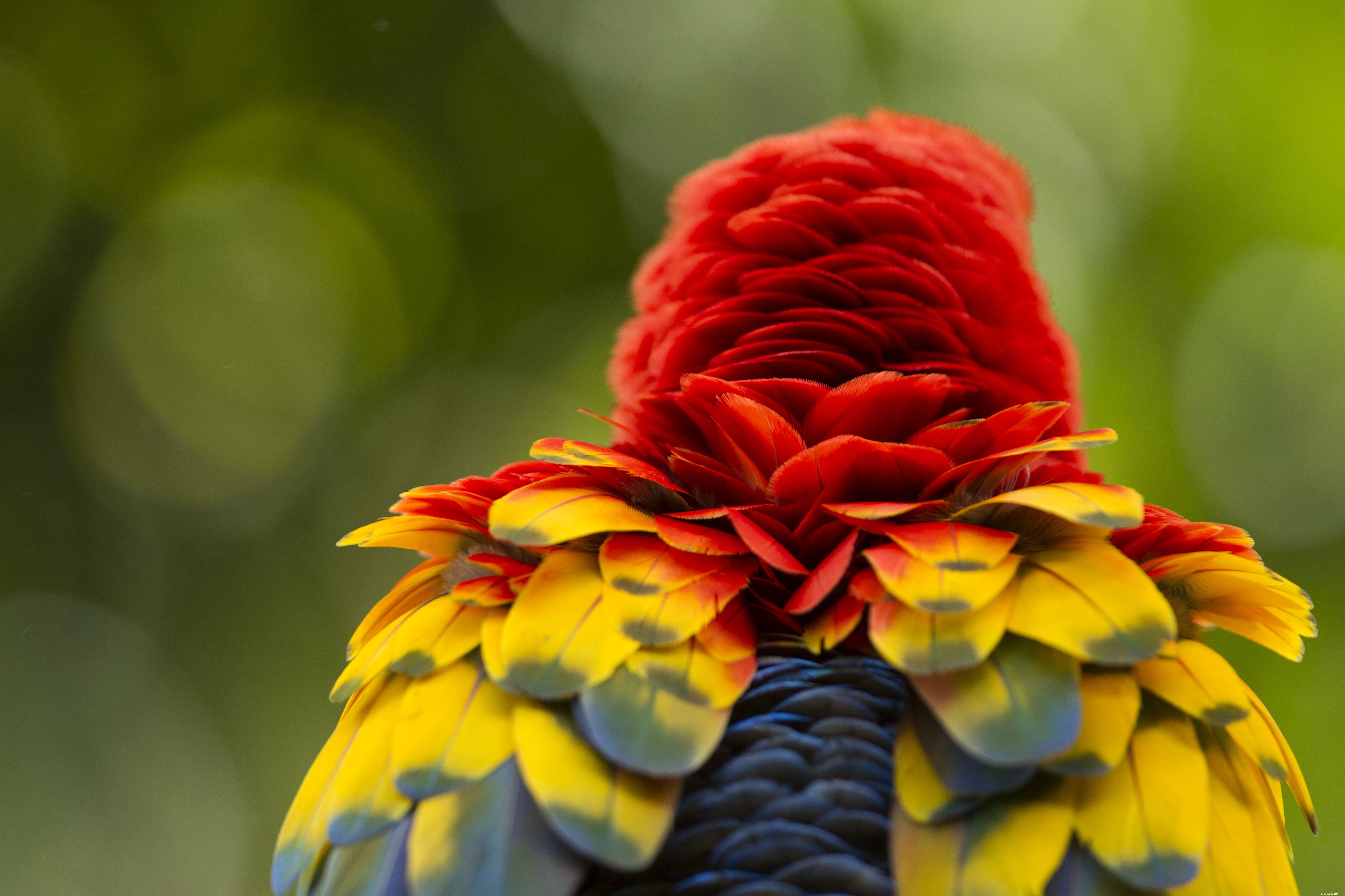 How to Spot and Treat Depression in Your Pet Bird