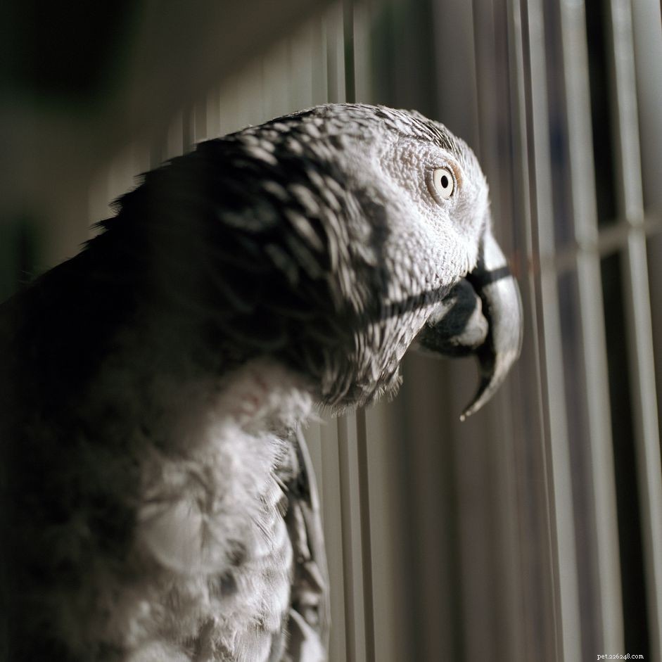 How to Spot and Treat Depression in Your Pet Bird