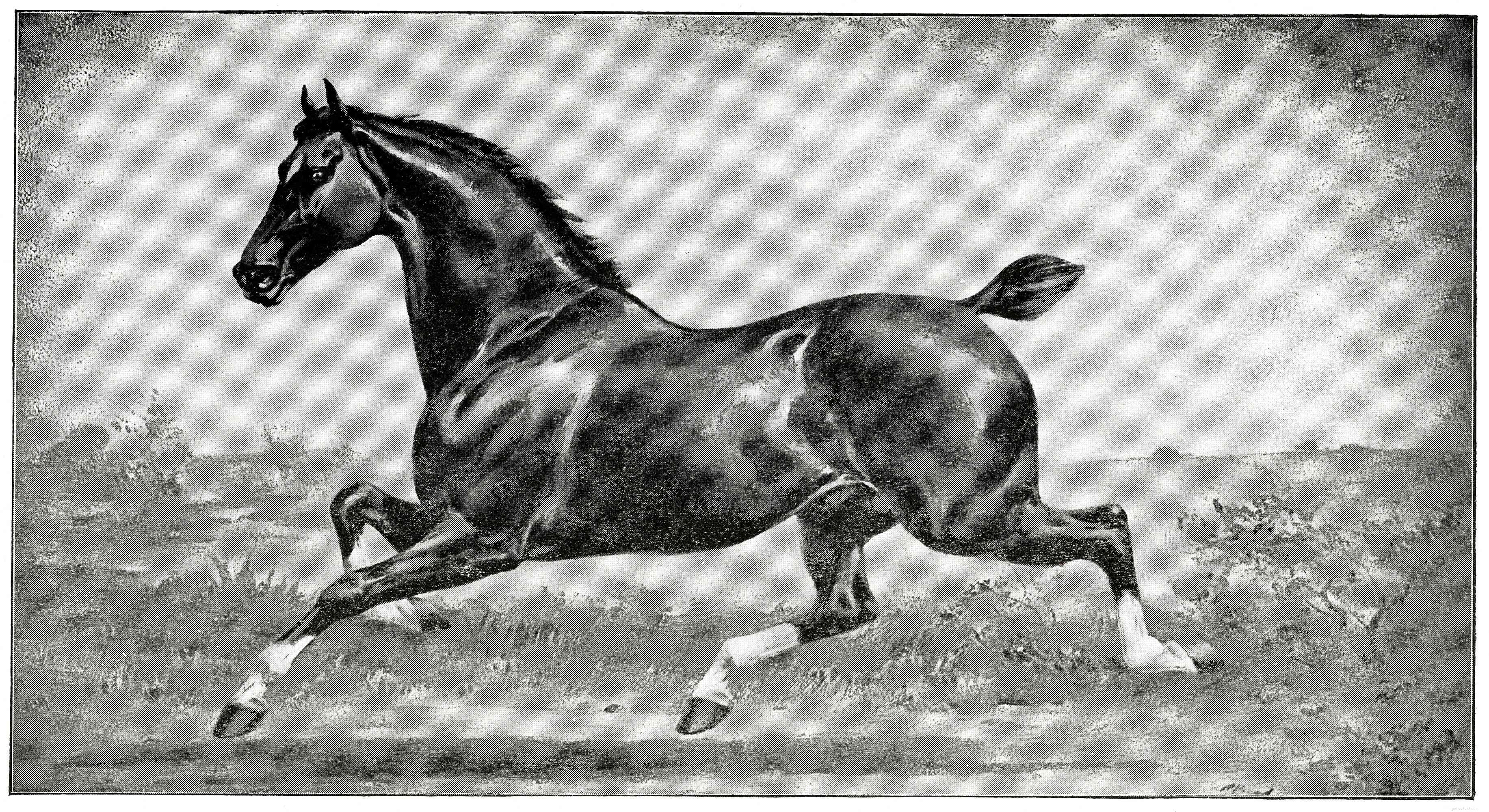 Hackney Horse: History, Traits, and Why It’s Endangered