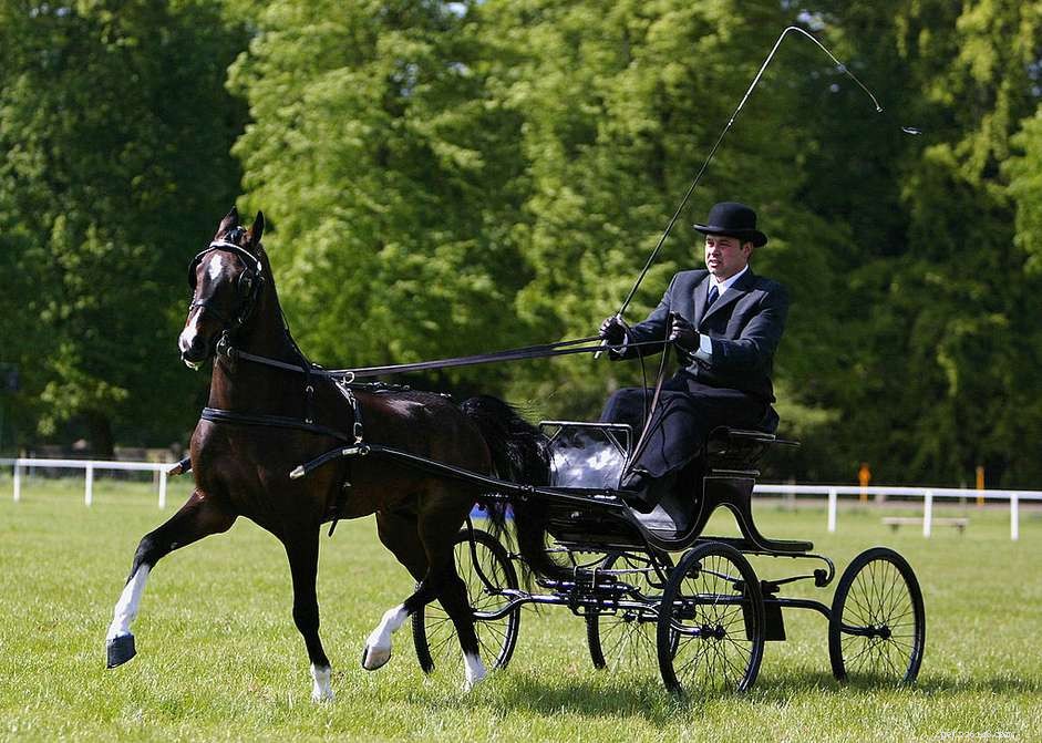 Hackney Horse: History, Traits, and Why It’s Endangered
