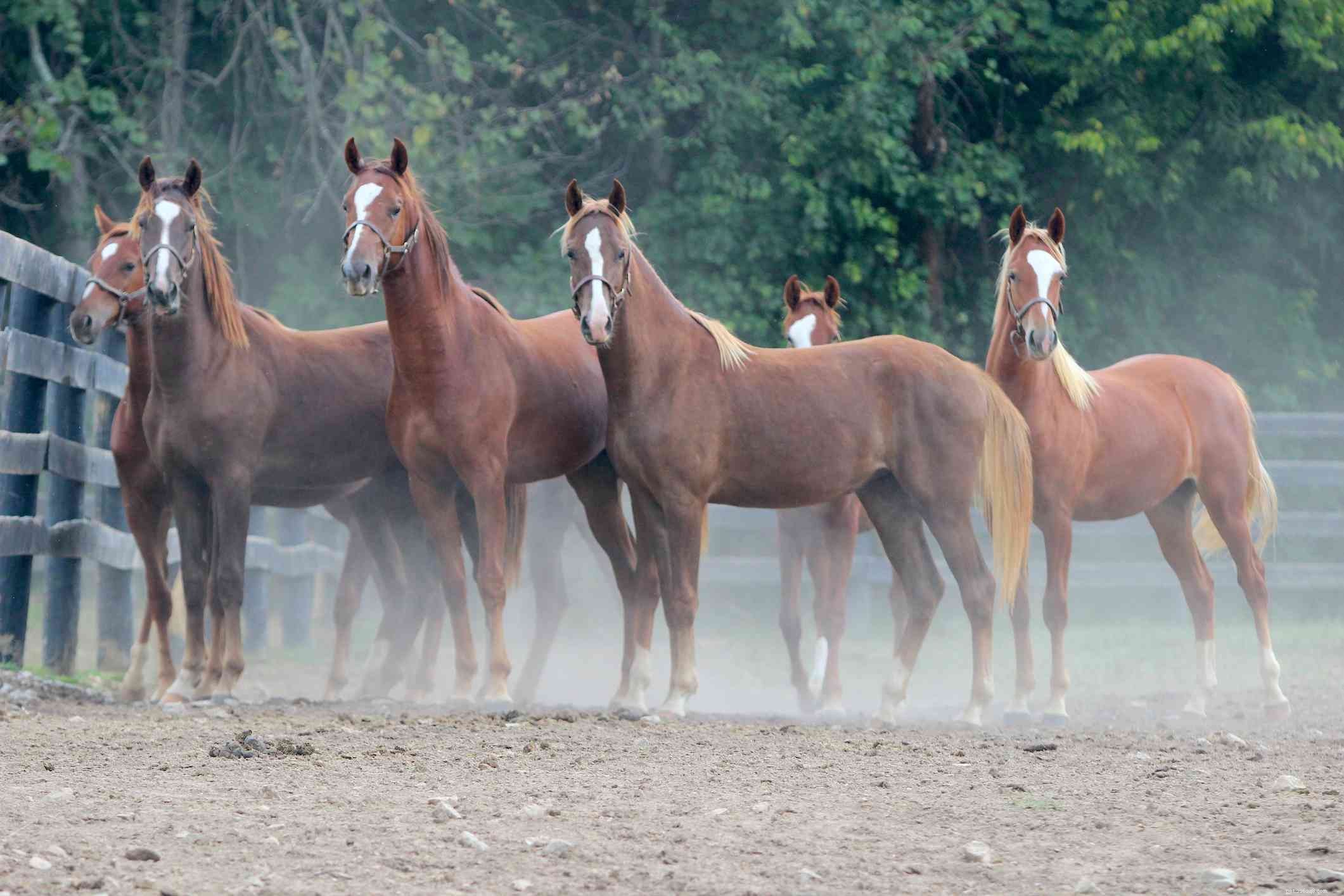 American Saddlebred Horse Breed Profile: History, Traits, and Care