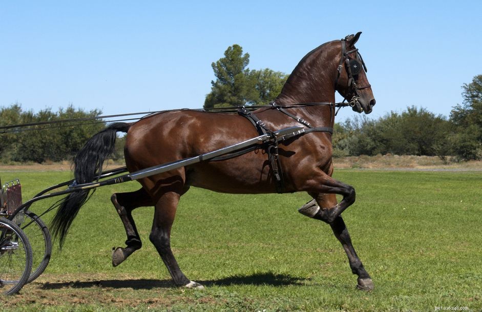 American Saddlebred Horse Breed Profile: History, Traits, and Care