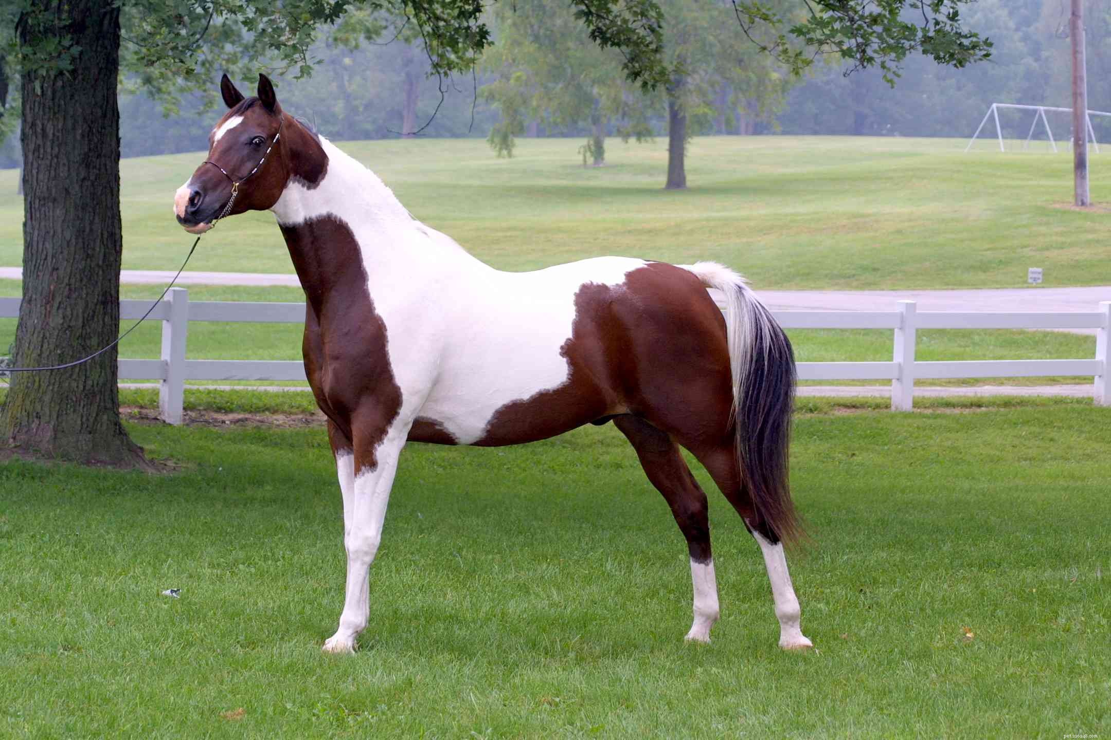 American Saddlebred Horse Breed Profile: History, Traits, and Care