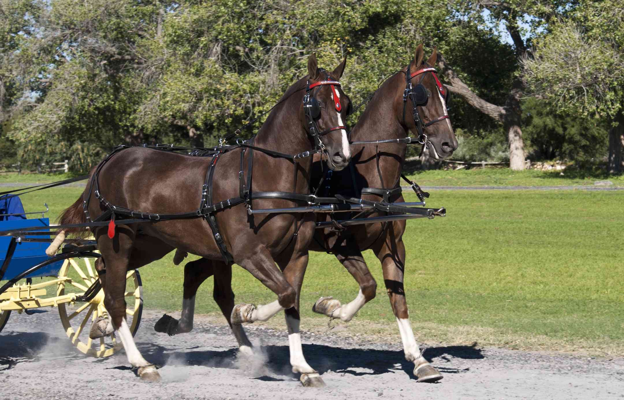 American Saddlebred Horse Breed Profile: History, Traits, and Care