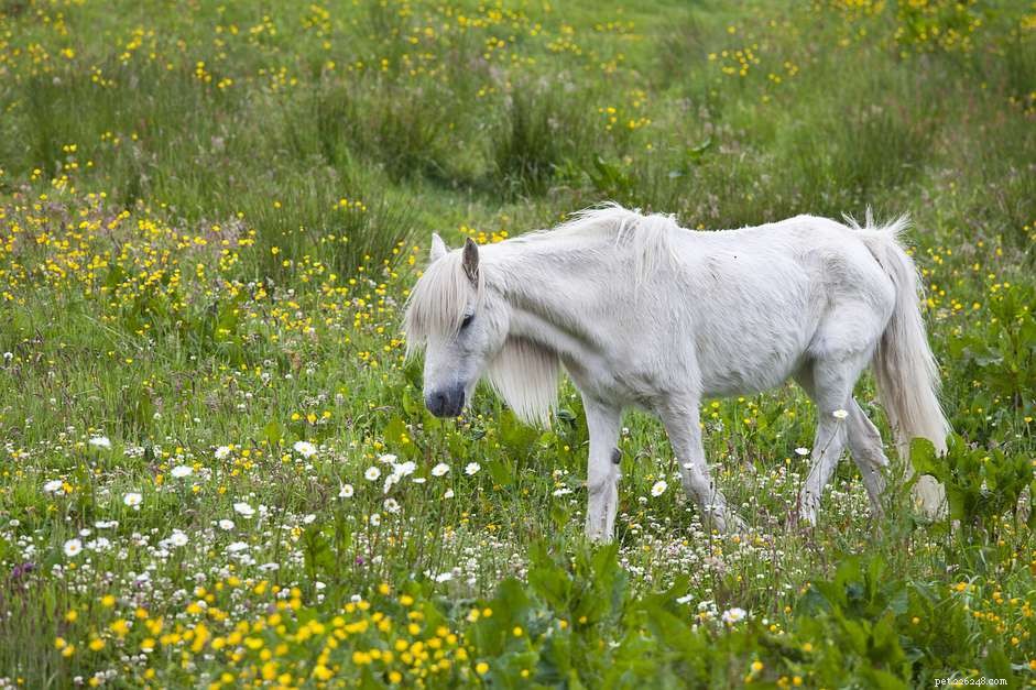 Common Causes of Weight Loss in Horses & How to Address Them
