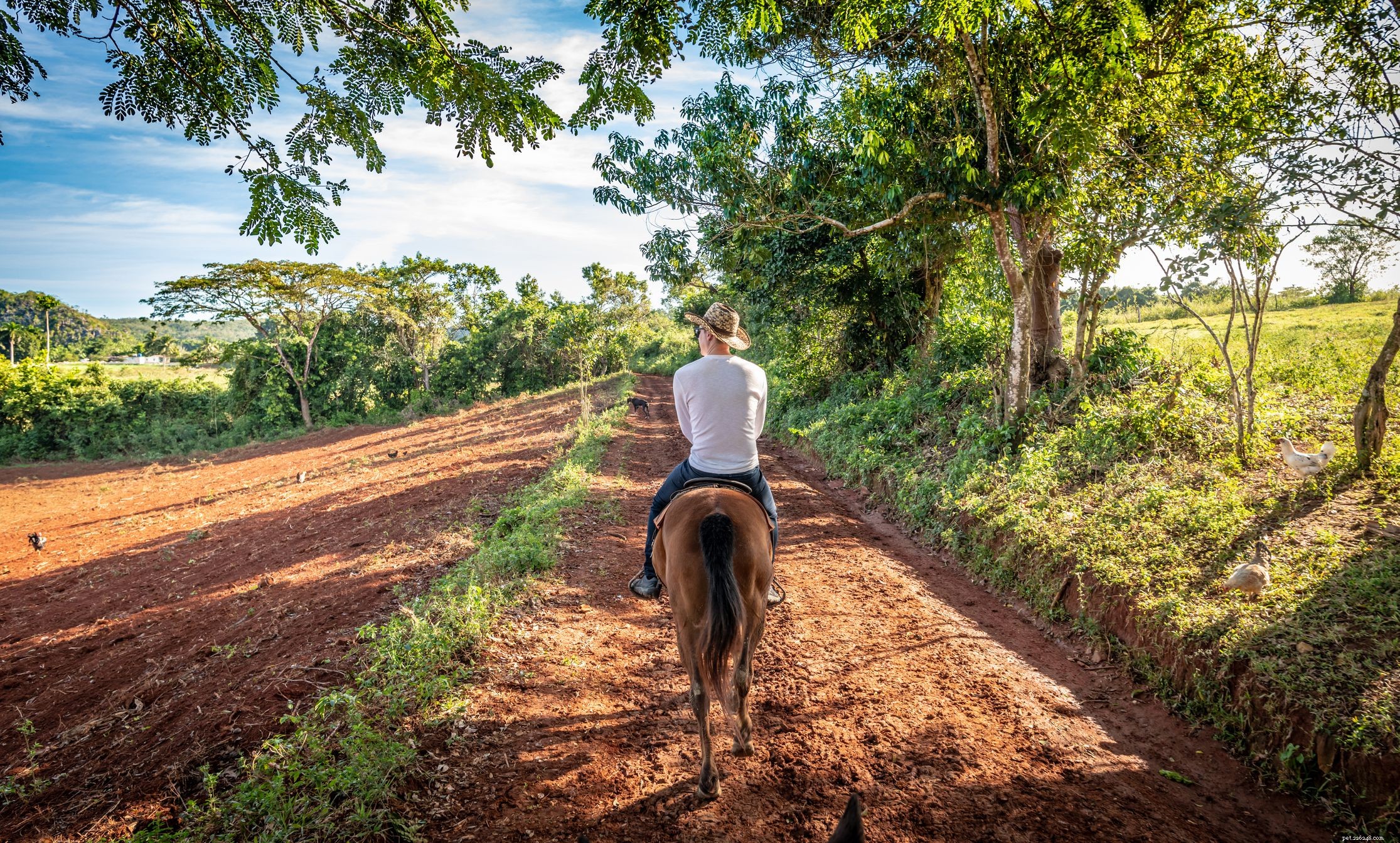 Common Causes of Weight Loss in Horses & How to Address Them
