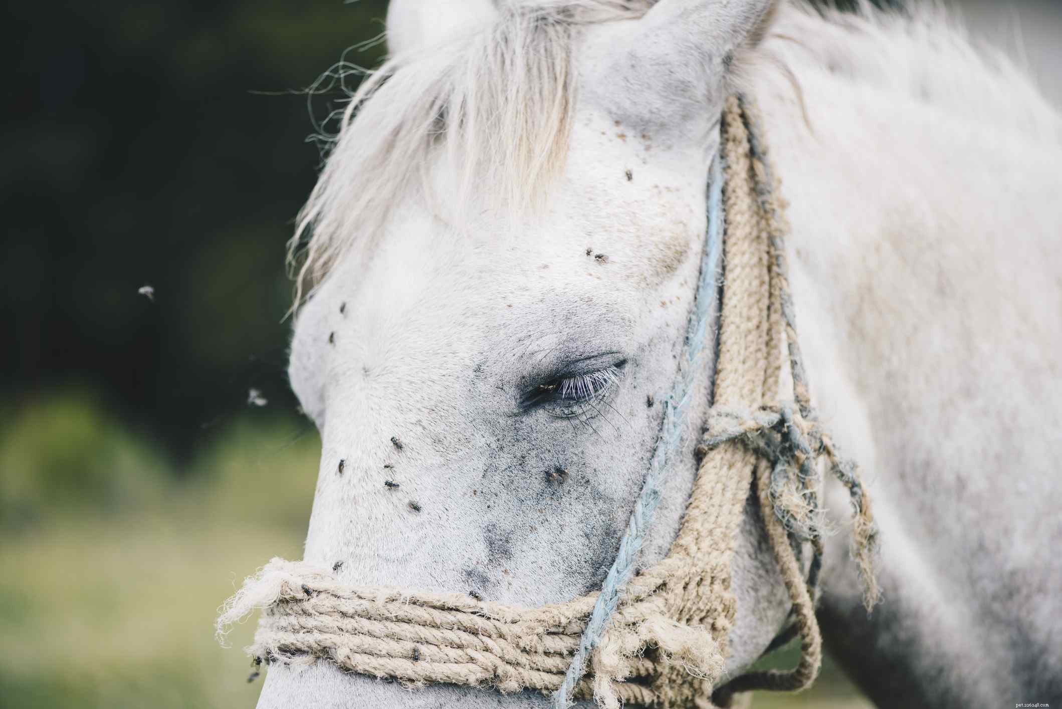 Common Causes of Weight Loss in Horses & How to Address Them