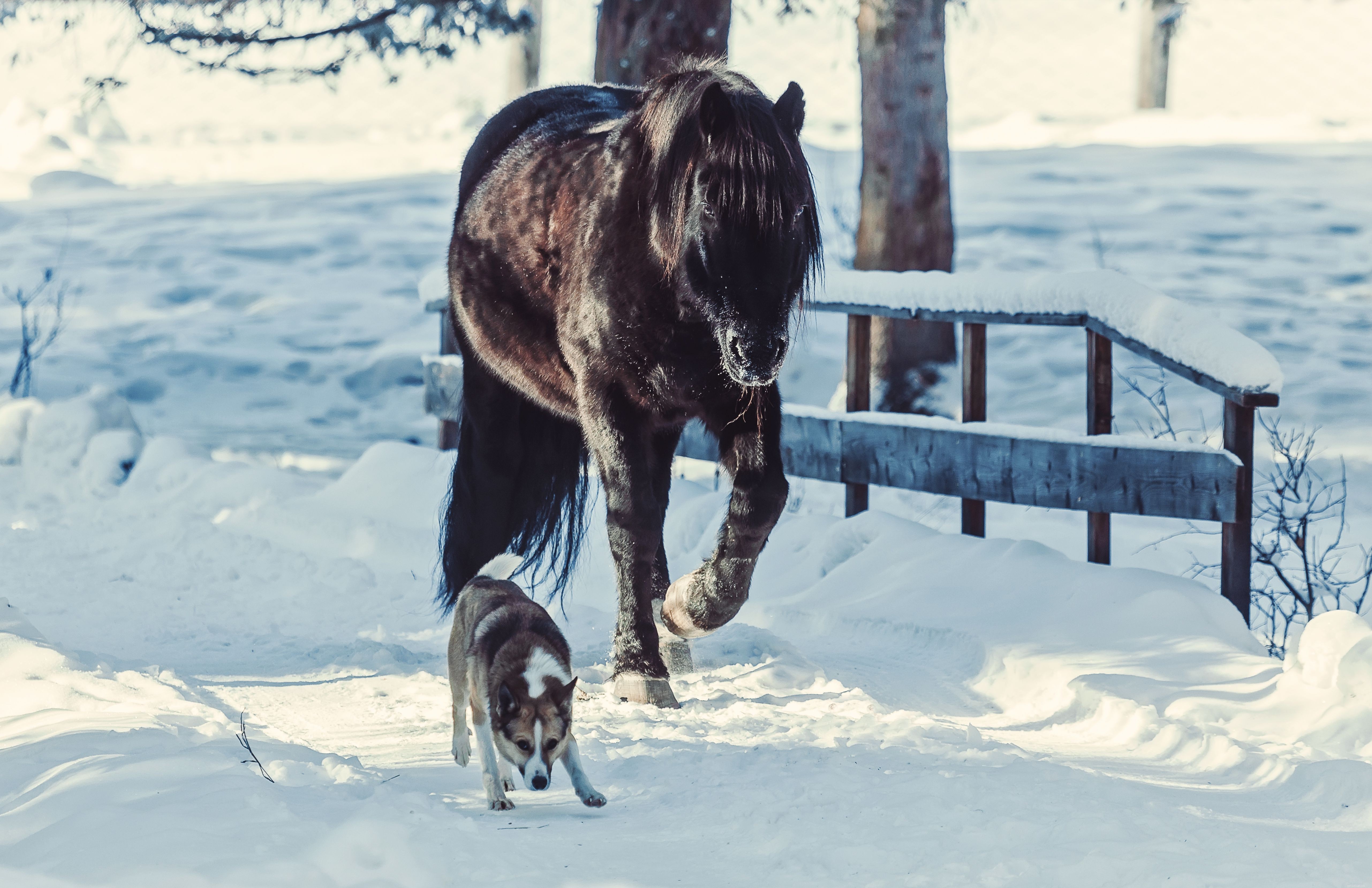 Common Causes of Weight Loss in Horses & How to Address Them