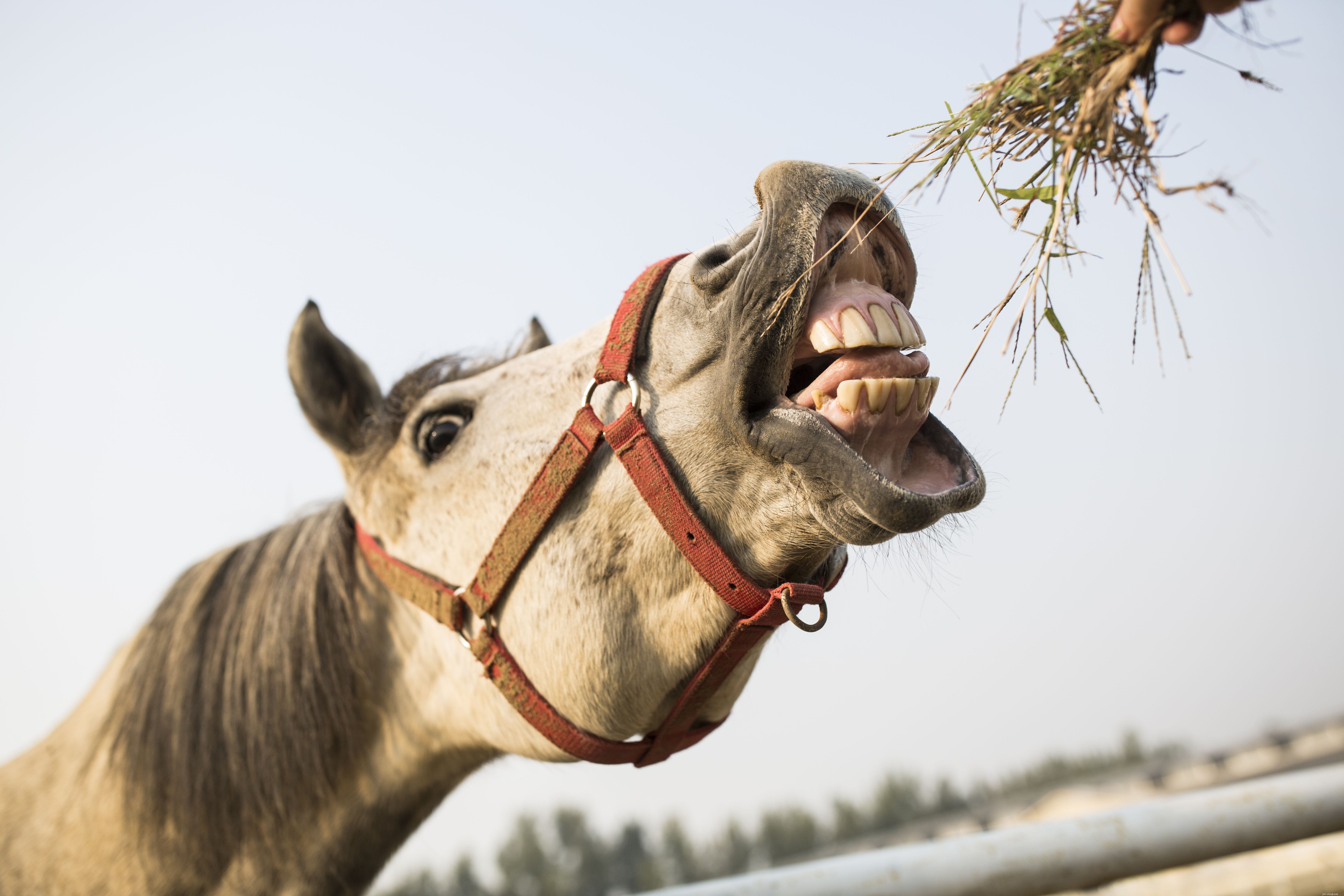 Common Causes of Weight Loss in Horses & How to Address Them