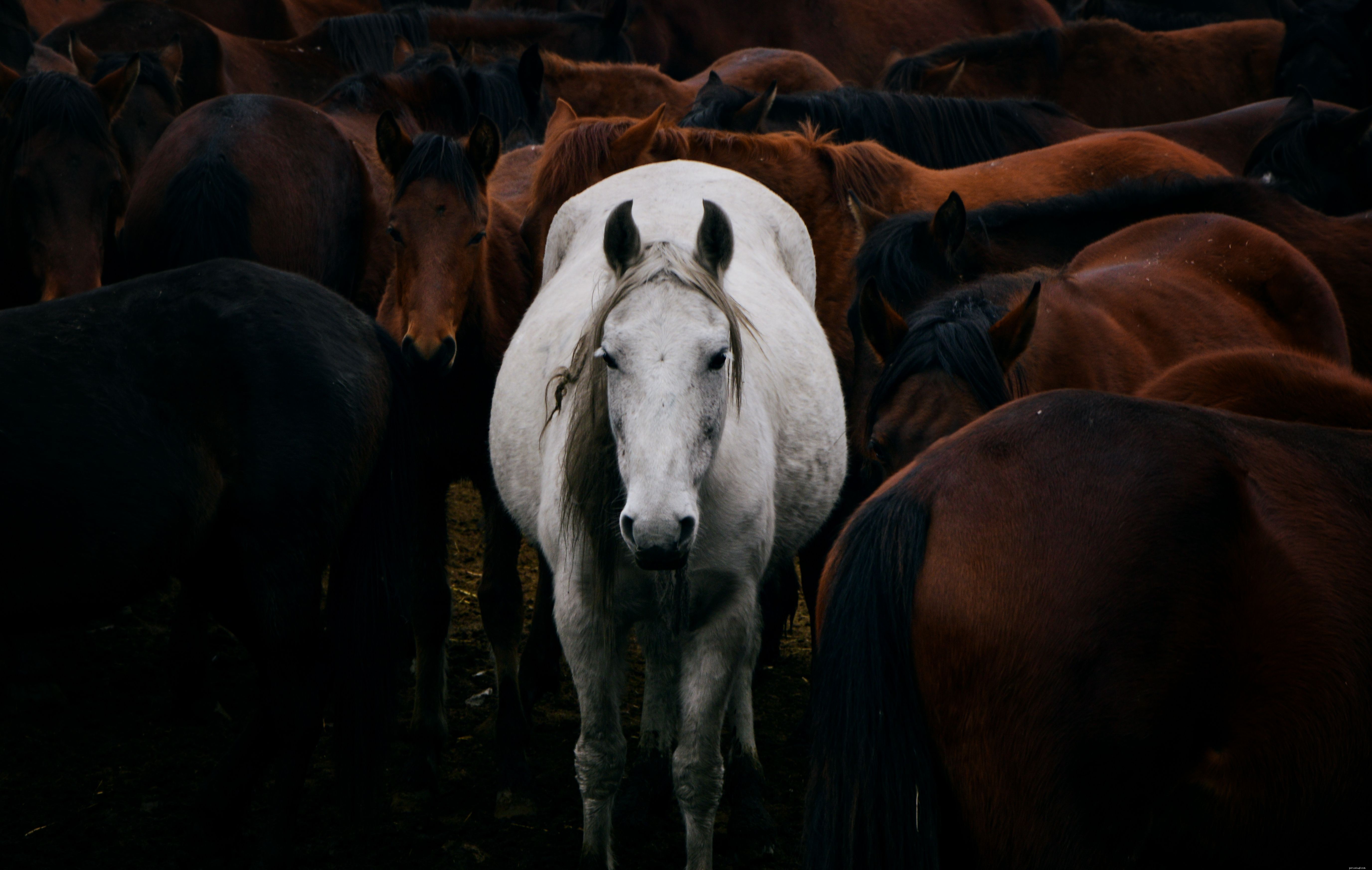 Common Causes of Weight Loss in Horses & How to Address Them