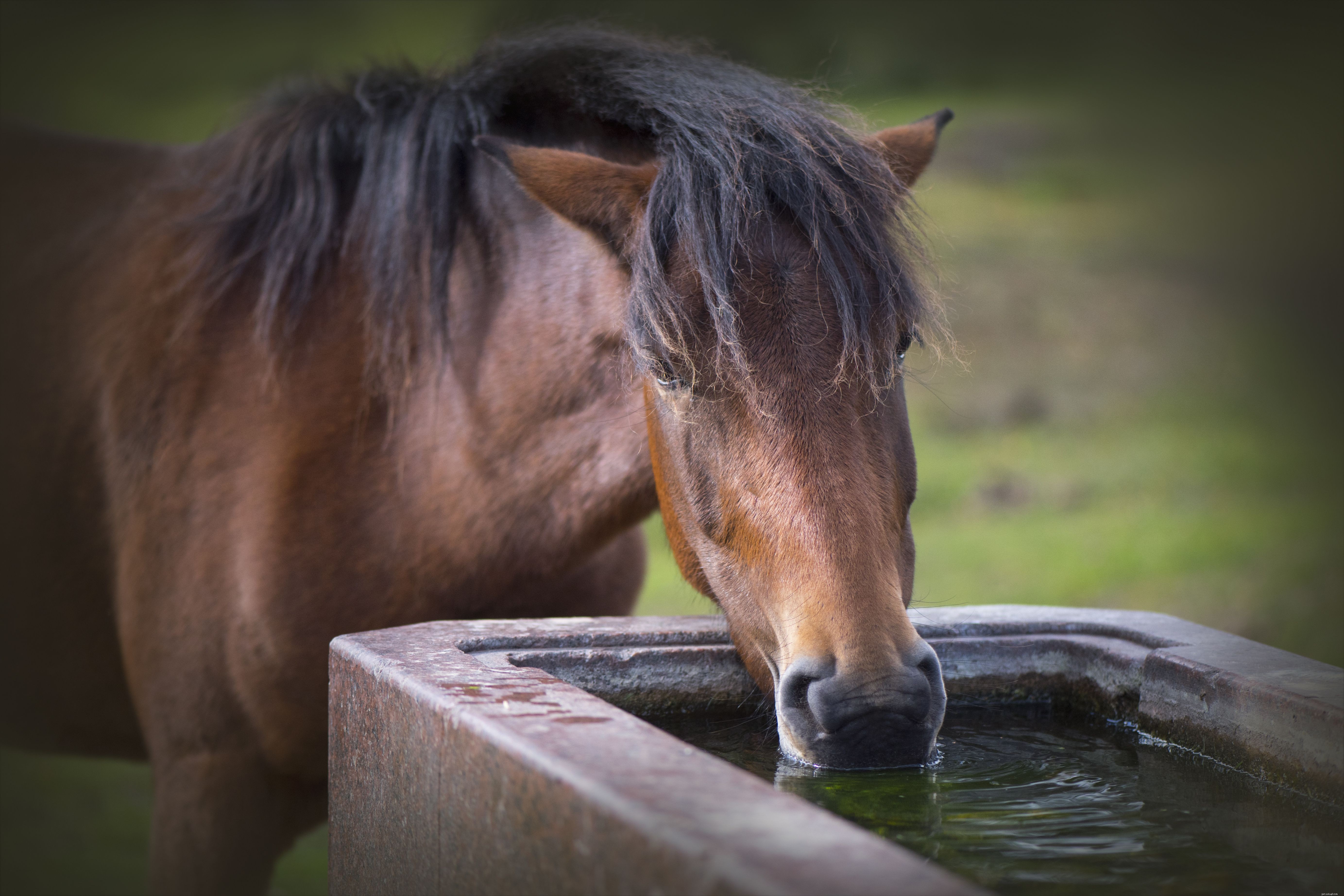 Common Causes of Weight Loss in Horses & How to Address Them