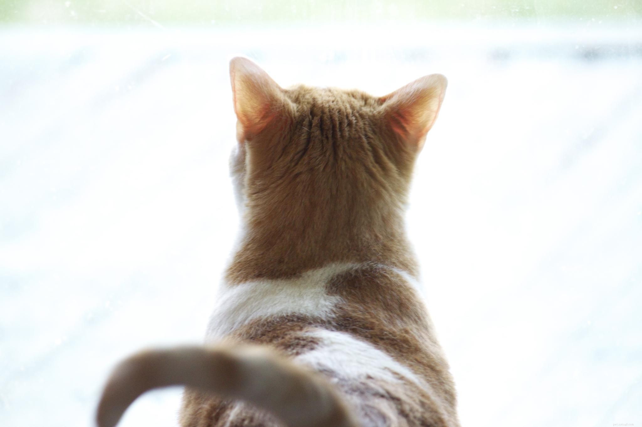 10 Common Cat Quirks Explained: Why Your Feline Acts So Weird