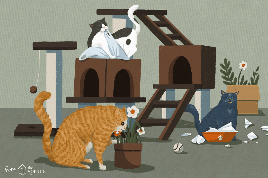10 Common Cat Quirks Explained: Why Your Feline Acts So Weird