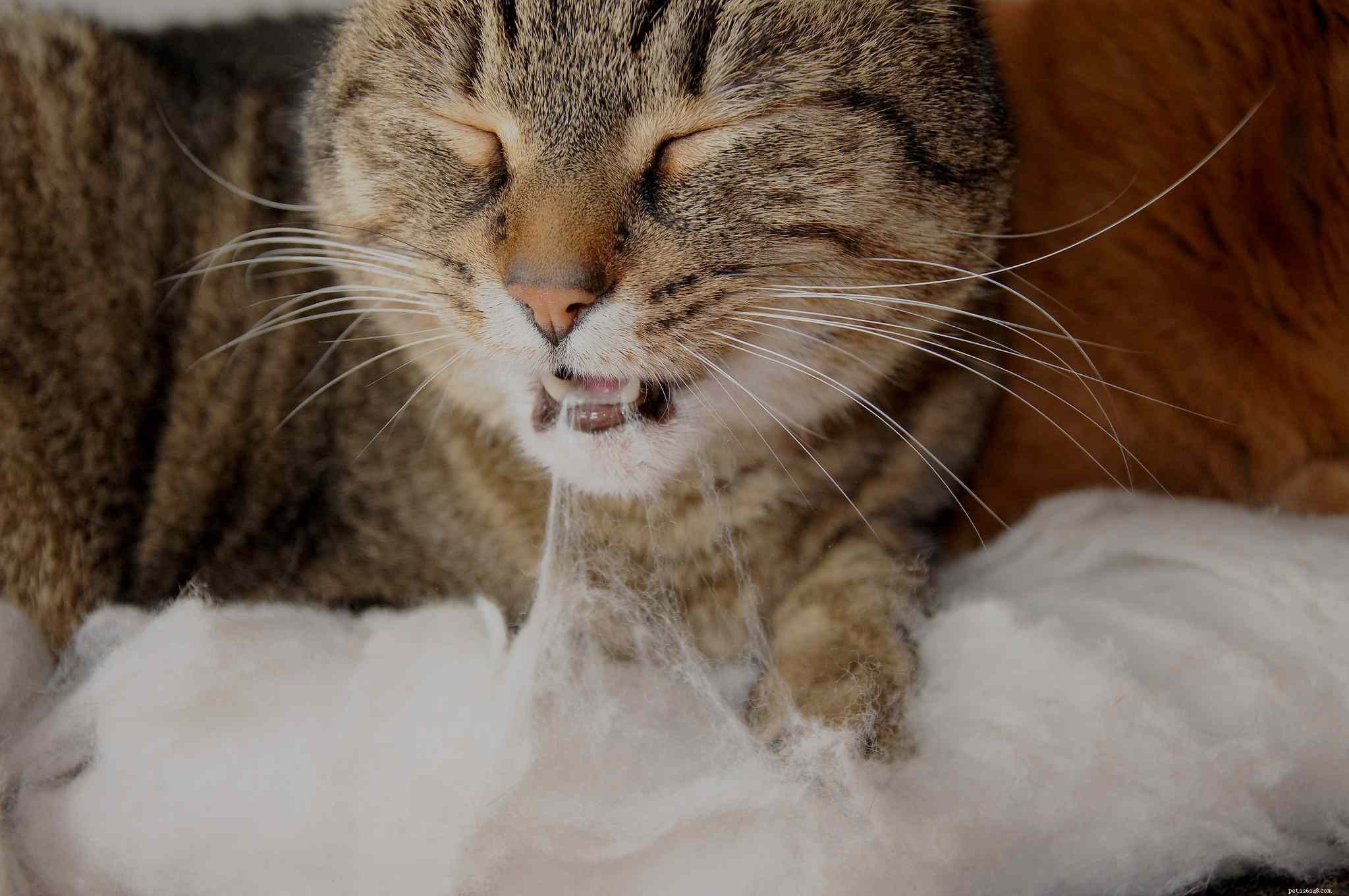10 Common Cat Quirks Explained: Why Your Feline Acts So Weird