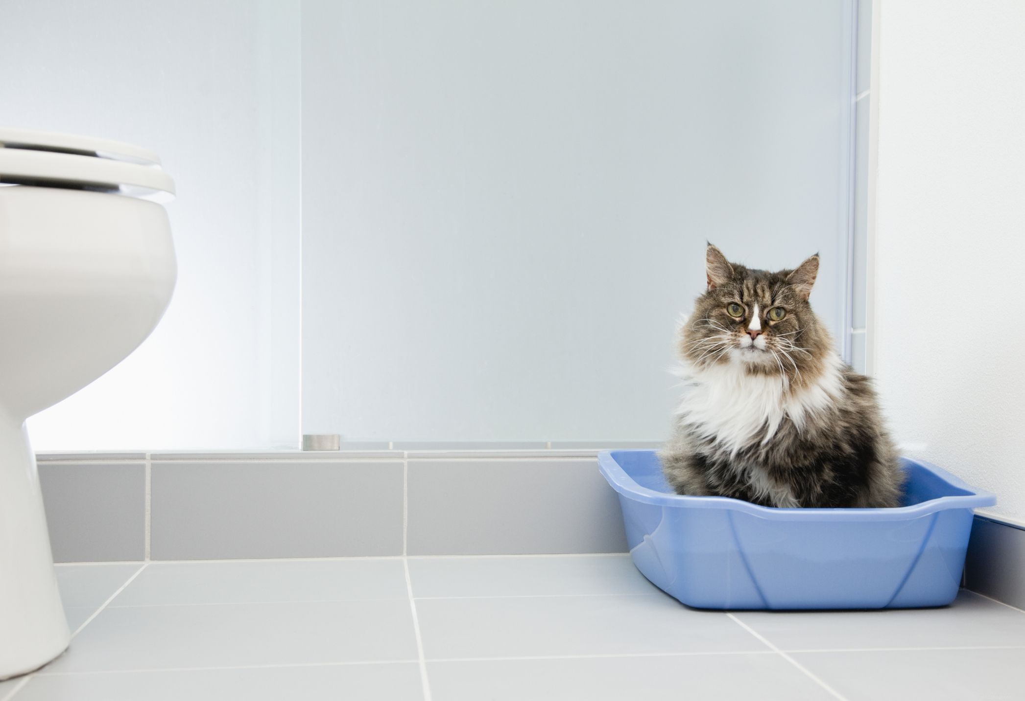 10 Common Cat Quirks Explained: Why Your Feline Acts So Weird