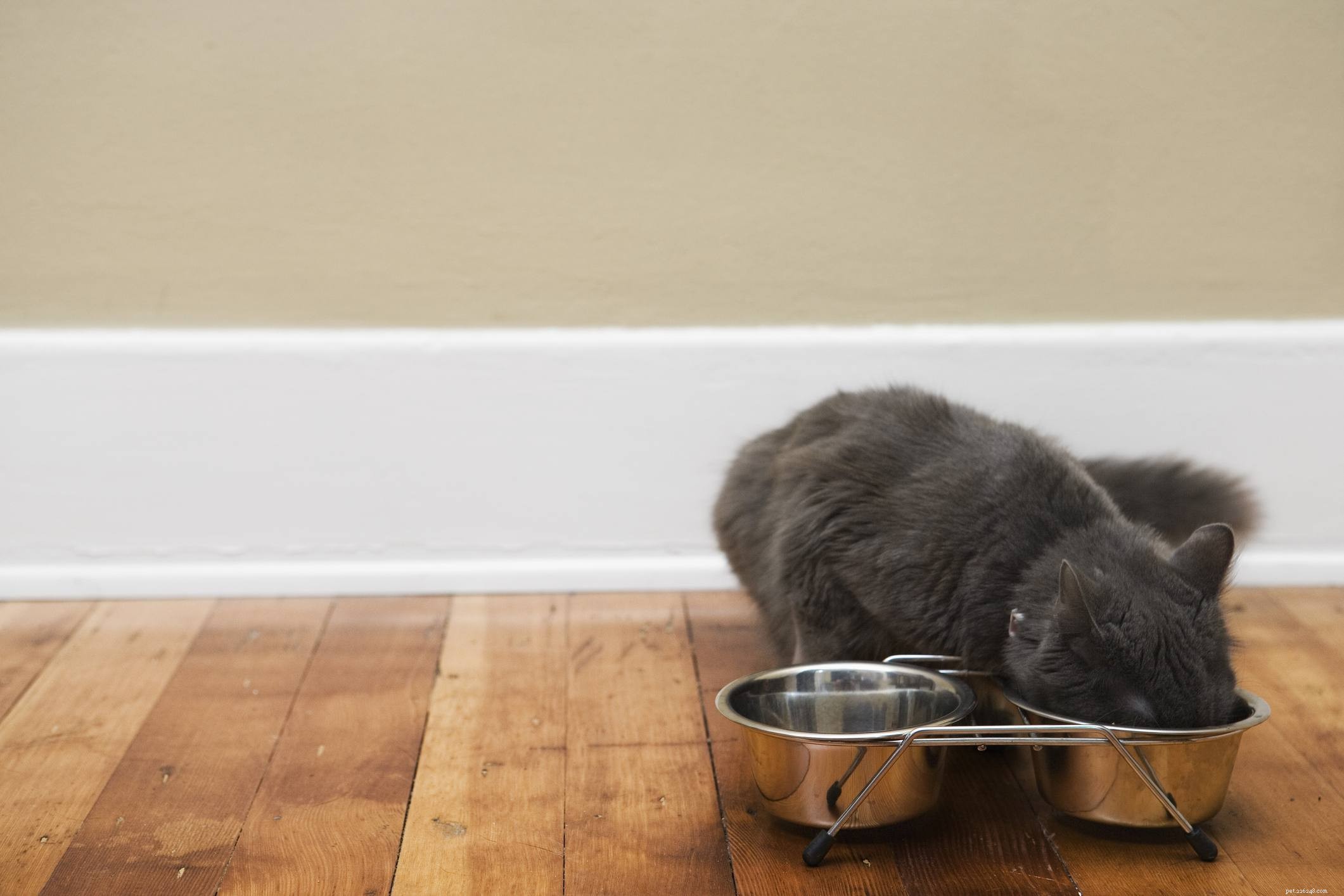 10 Common Cat Quirks Explained: Why Your Feline Acts So Weird