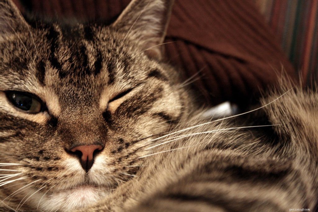 10 Common Cat Quirks Explained: Why Your Feline Acts So Weird
