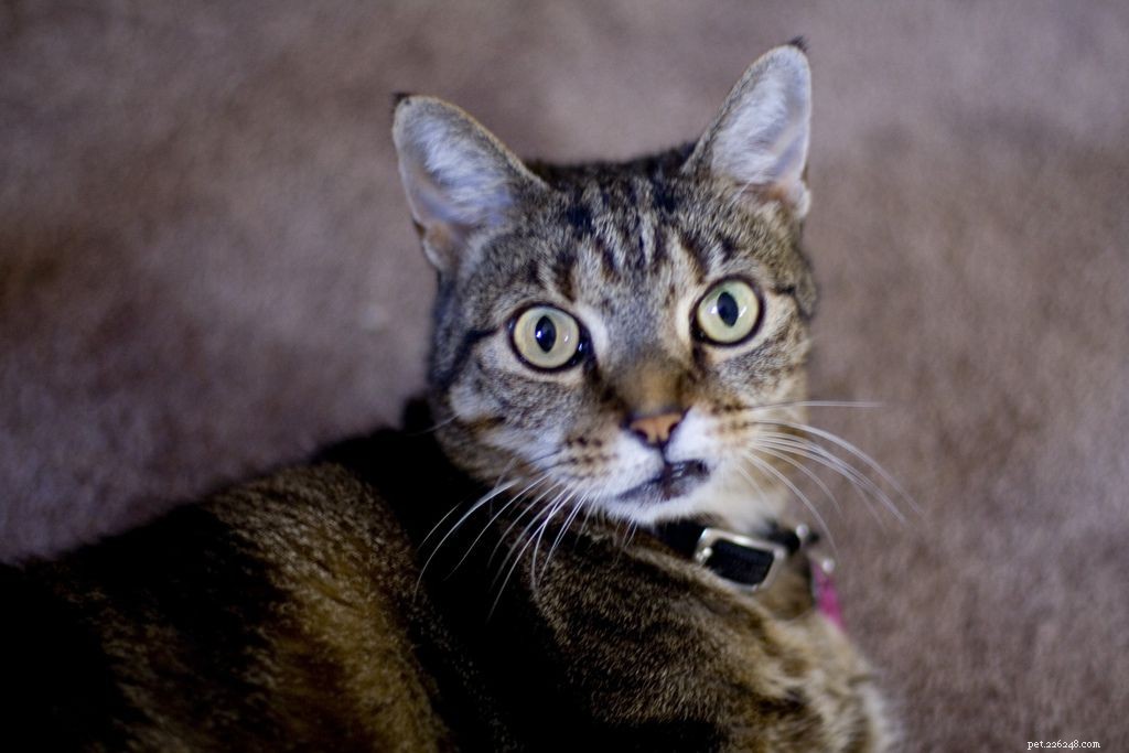 10 Common Cat Quirks Explained: Why Your Feline Acts So Weird