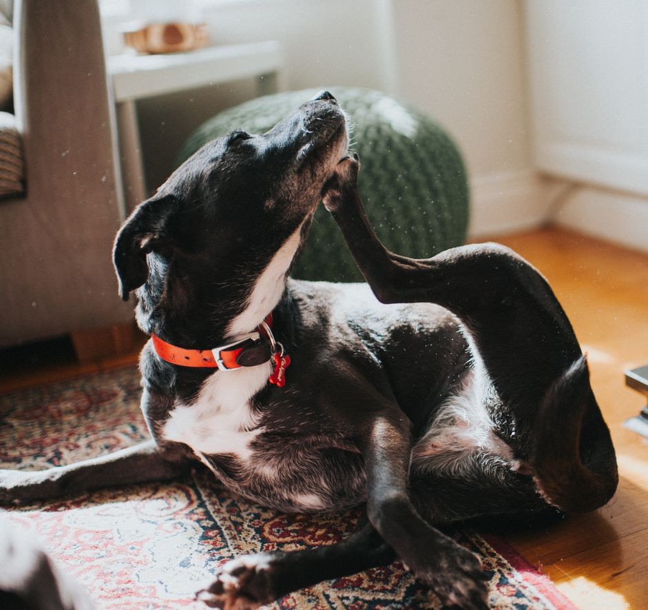 Comprehensive Guide to Diagnosing Canine Hair Loss and Scratching