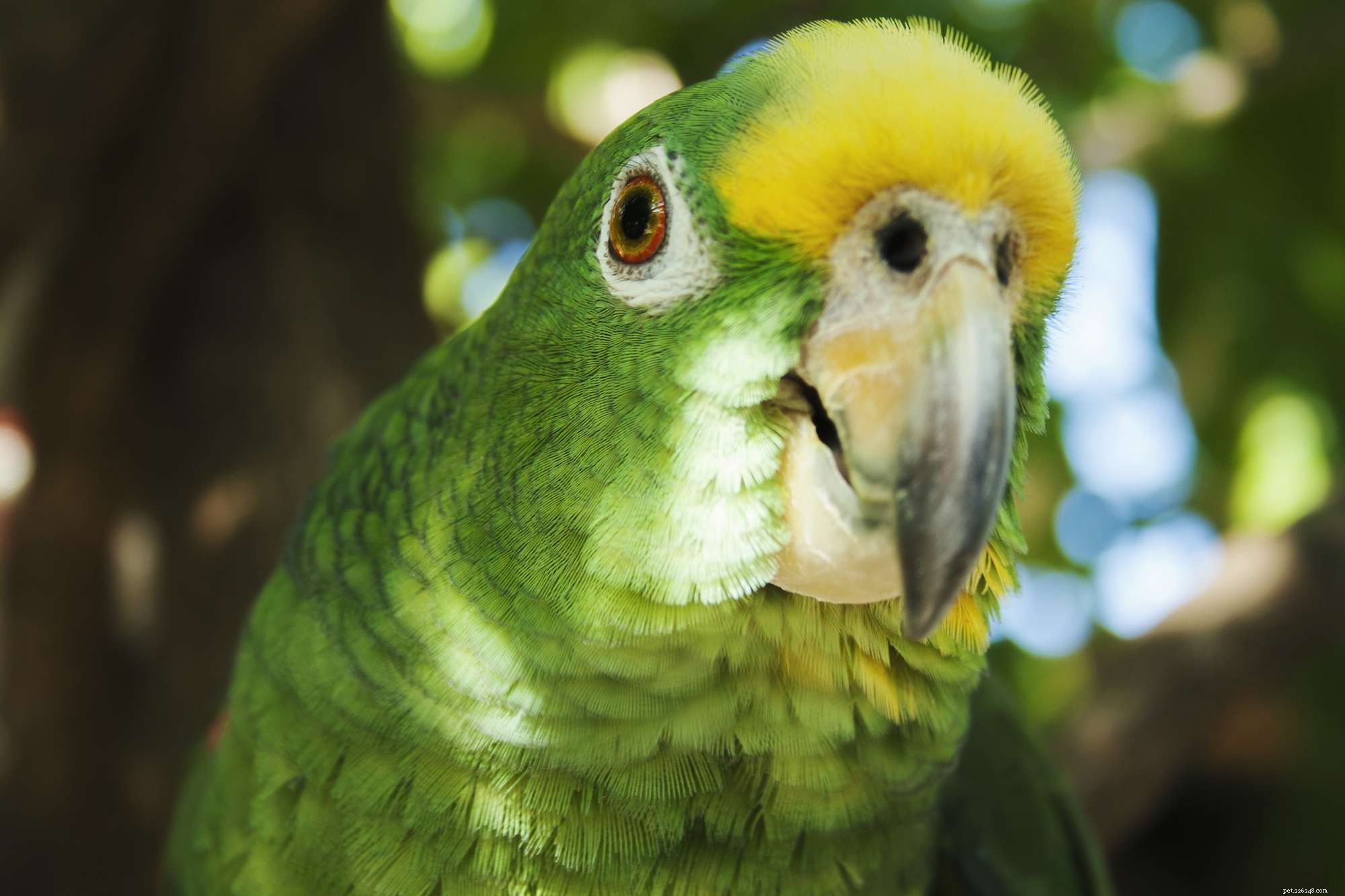 Panama Amazon Parrot (Yellow‑Headed Amazon): Comprehensive Bird Profile & Care Guide