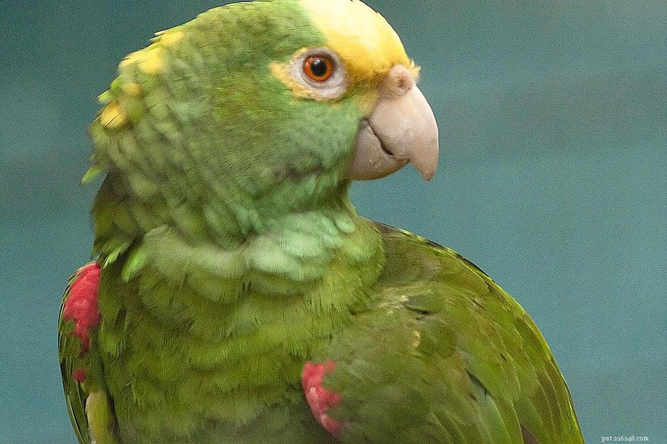 Panama Amazon Parrot (Yellow‑Headed Amazon): Comprehensive Bird Profile & Care Guide