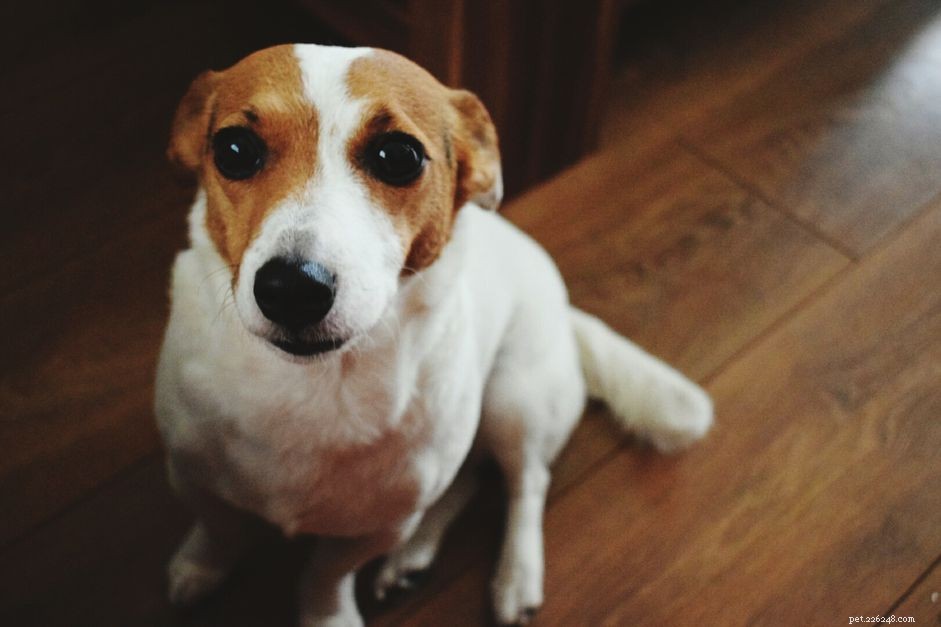 What Causes Dogs to Scoot and How to Resolve It