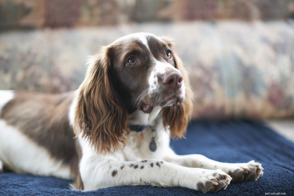 Understanding Myasthenia Gravis in Dogs: Symptoms, Diagnosis, and Care