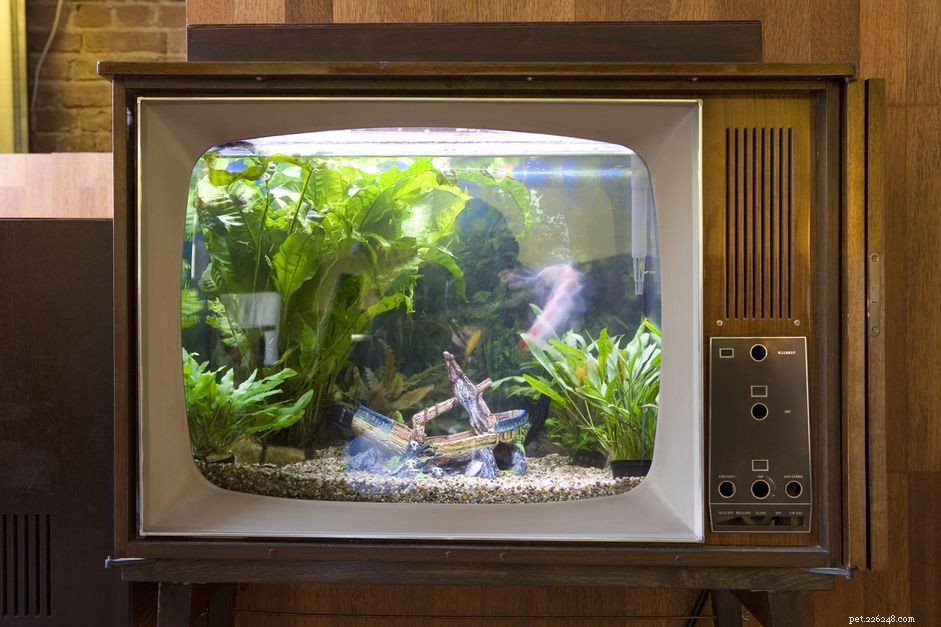 Discover the Proven Health Benefits of Maintaining a Thriving Aquarium