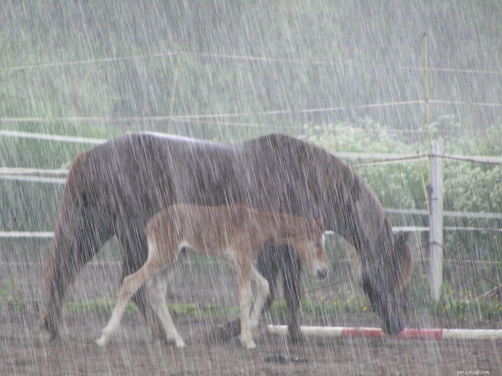 Identifying Horse Skin Diseases: A Practical Guide