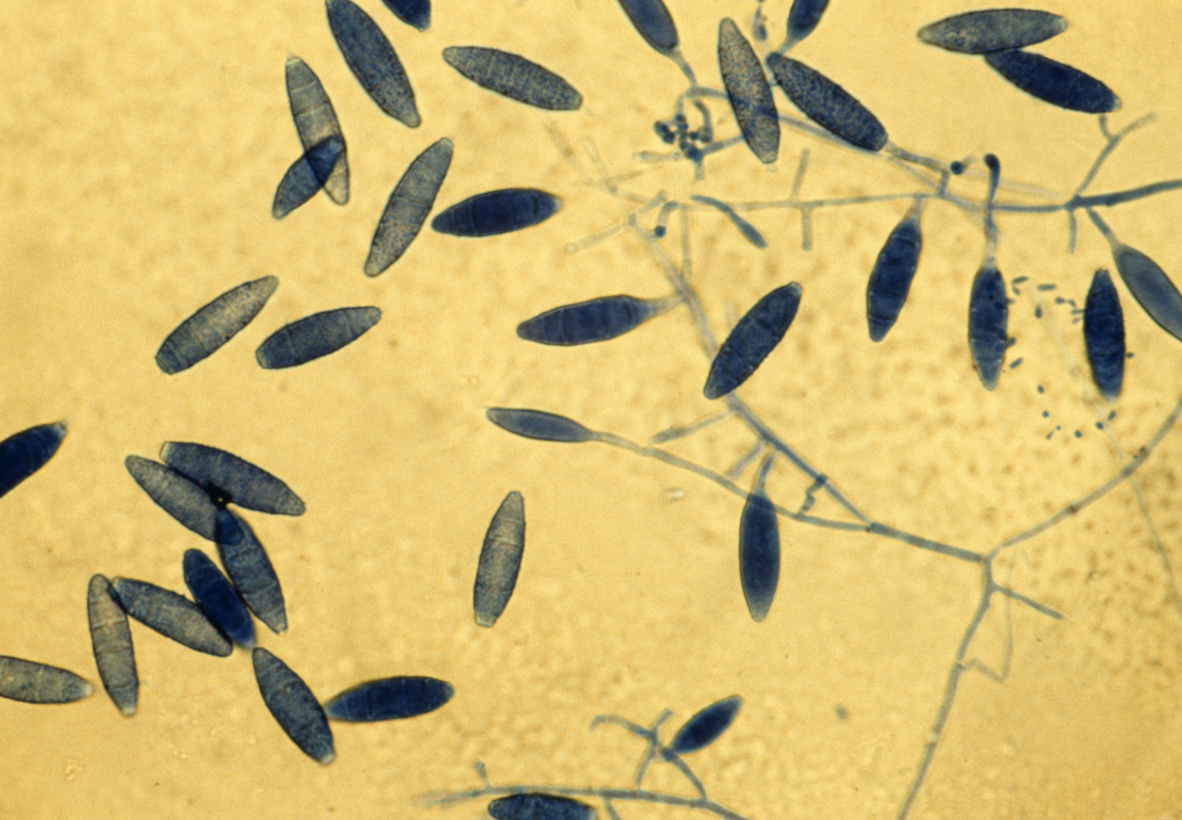 Identifying Horse Skin Diseases: A Practical Guide